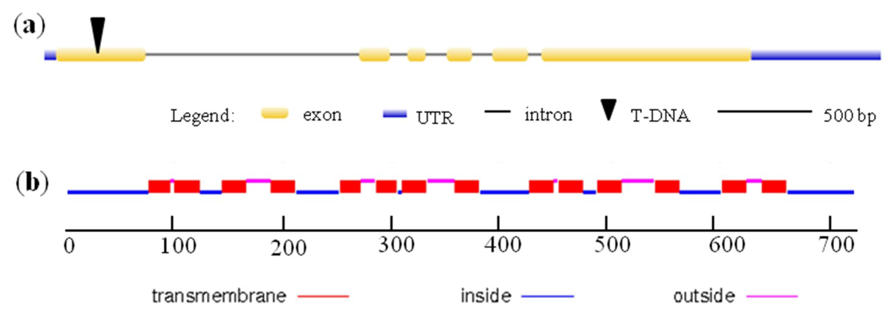 Ijms 19 03537 g001 Ijms 19 03537 g001