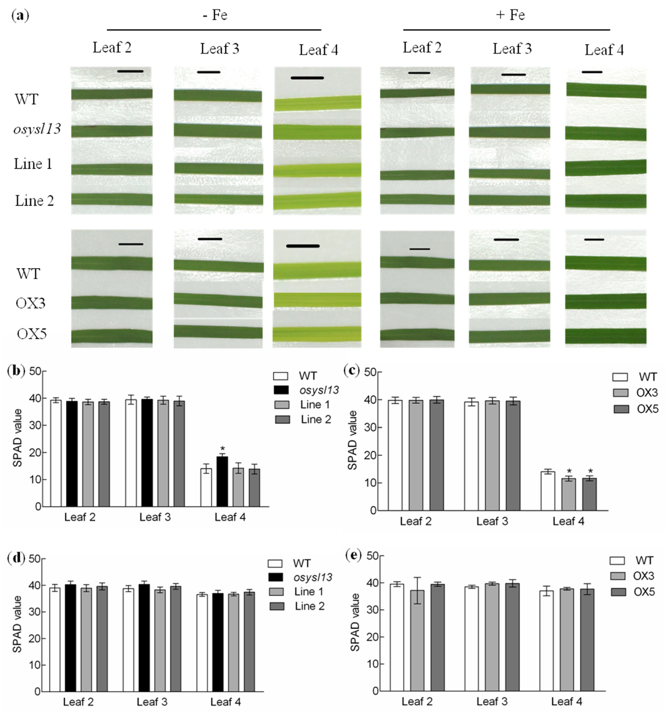 Ijms 19 03537 g005 Ijms 19 03537 g005