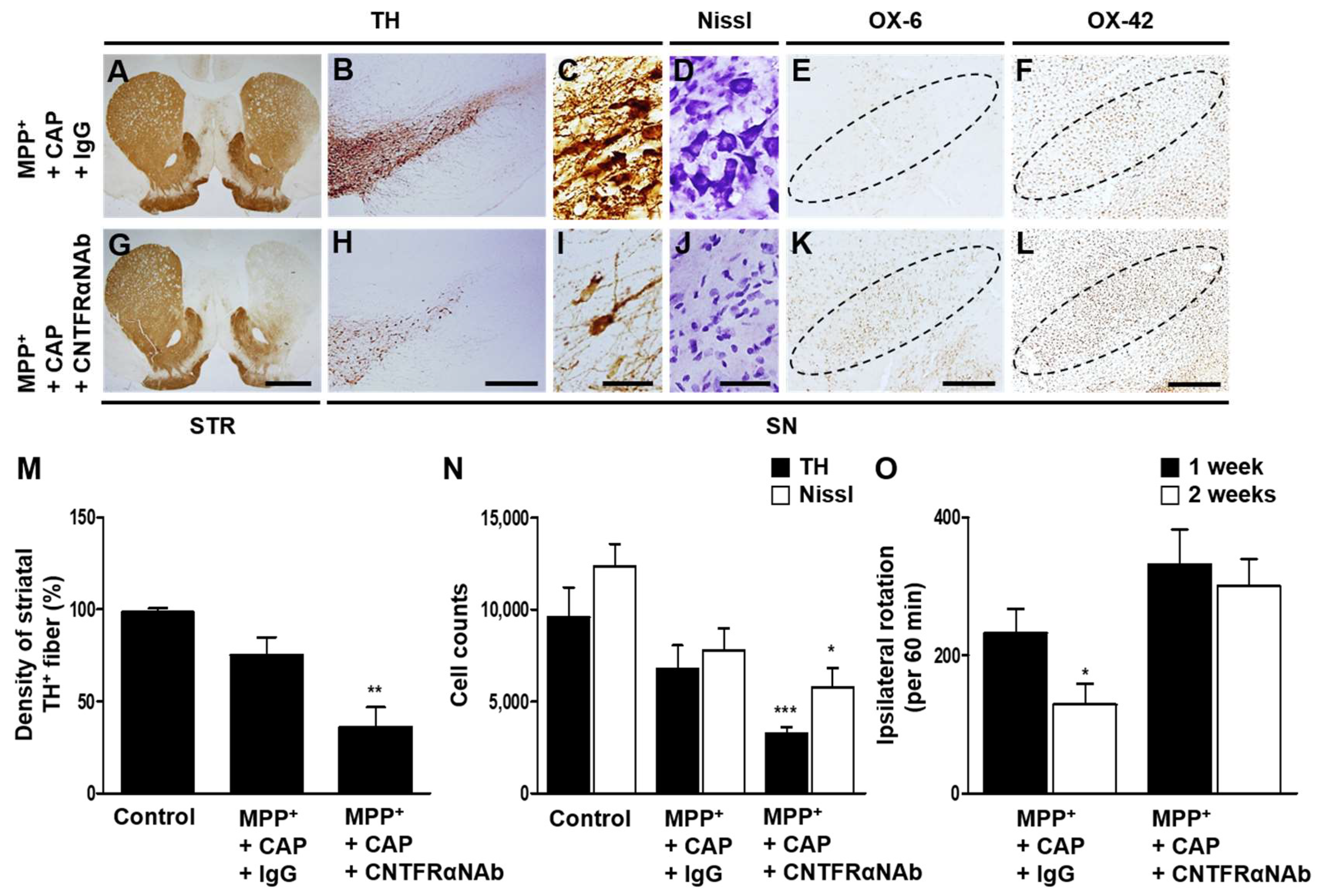 Ijms 19 03543 g005 Ijms 19 03543 g005