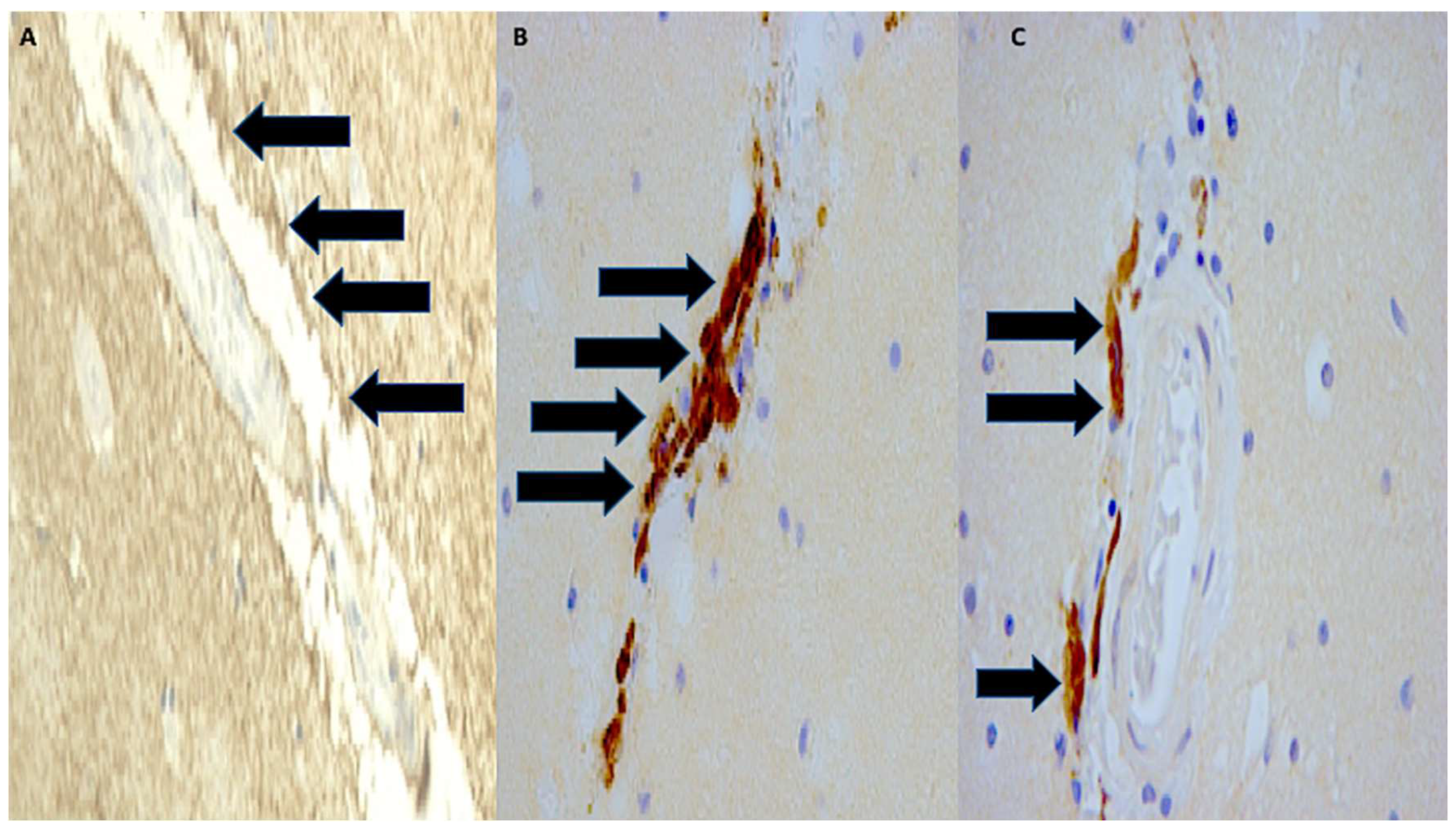 Ijms 19 03544 g007 Ijms 19 03544 g007