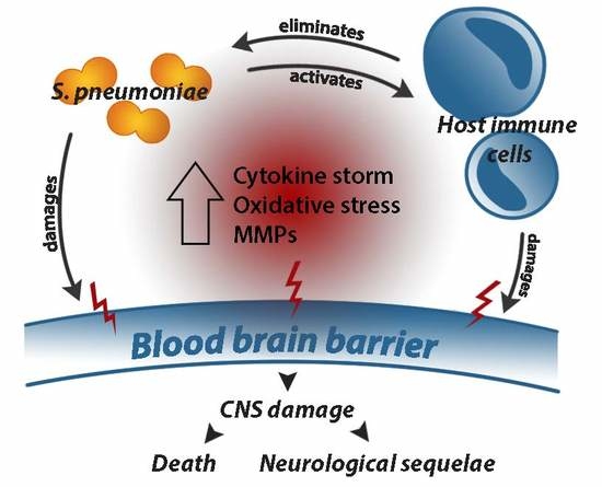 Ijms Free Full Text Blood Brain Barrier Pathology And Cns Outcomes In Streptococcus Pneumoniae Meningitis Ijms Free Full Text Blood Brain Barrier Pathology And Cns Outcomes In Streptococcus Pneumoniae Meningitis