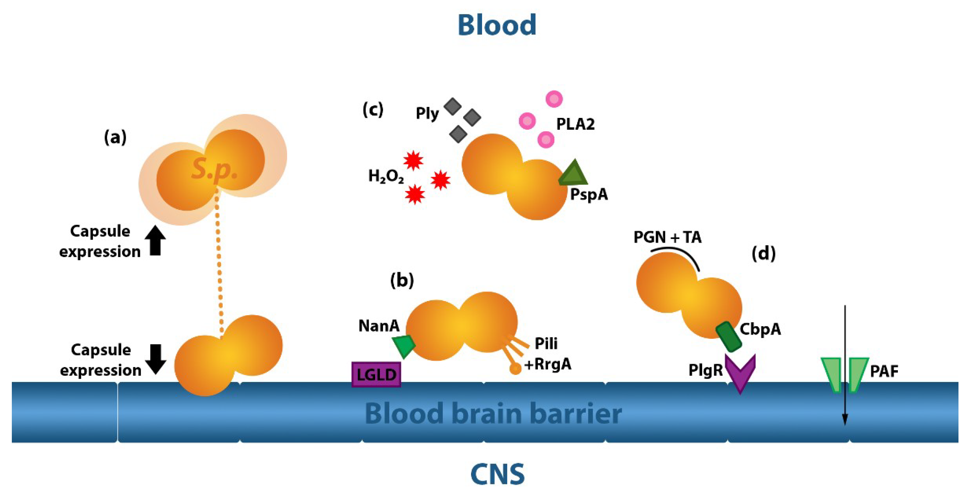 Ijms Free Full Text Blood Brain Barrier Pathology And Cns Outcomes In Streptococcus Pneumoniae Meningitis Ijms Free Full Text Blood Brain Barrier Pathology And Cns Outcomes In Streptococcus Pneumoniae Meningitis