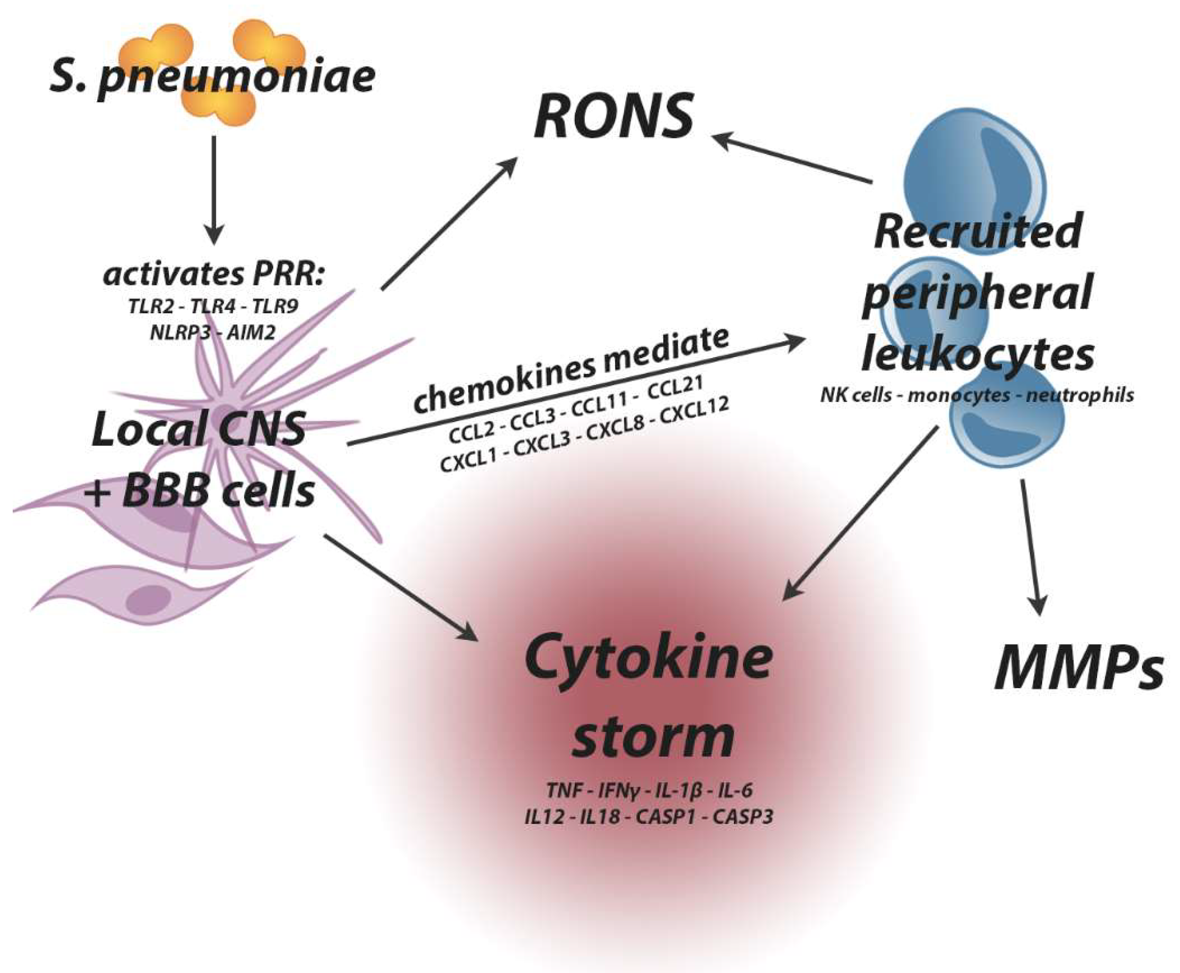 Ijms Free Full Text Blood Brain Barrier Pathology And Cns Outcomes In Streptococcus Pneumoniae Meningitis Ijms Free Full Text Blood Brain Barrier Pathology And Cns Outcomes In Streptococcus Pneumoniae Meningitis