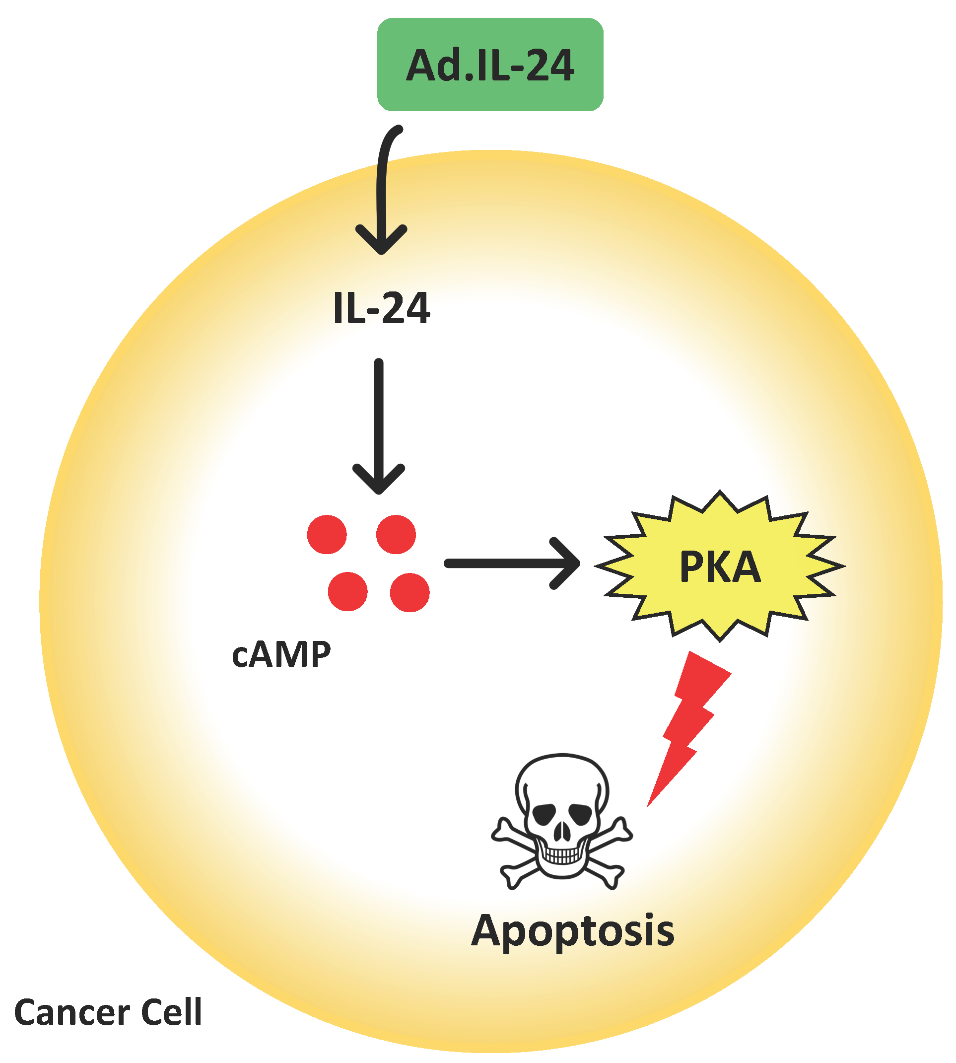 IJMS | Free Full-Text | IL-24 Promotes Apoptosis through cAMP-Dependent ...