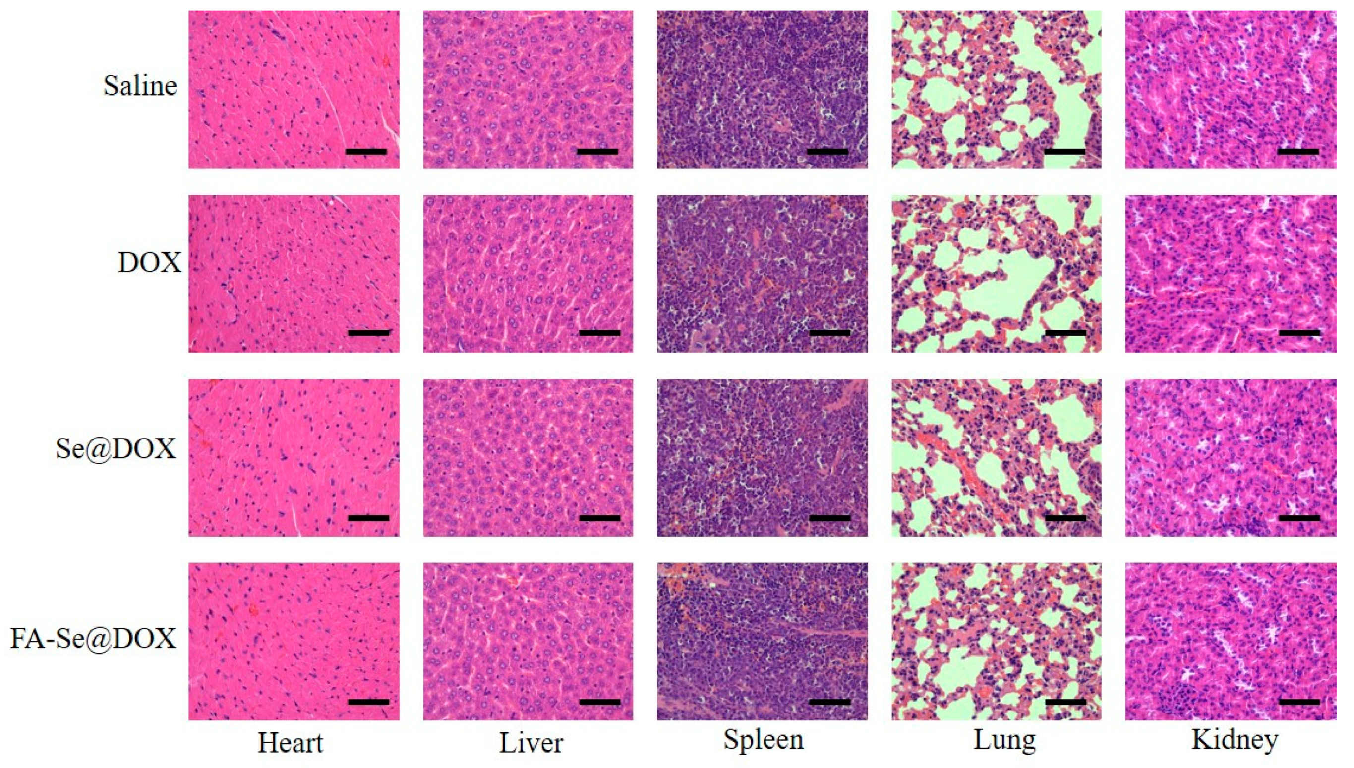 Ijms 19 03582 g010 Ijms 19 03582 g010