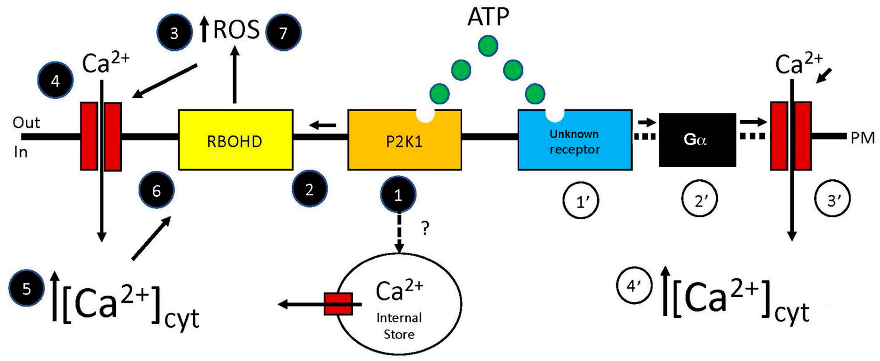 Role of Ca2+ in Mediating Plant Responses to Extracellular