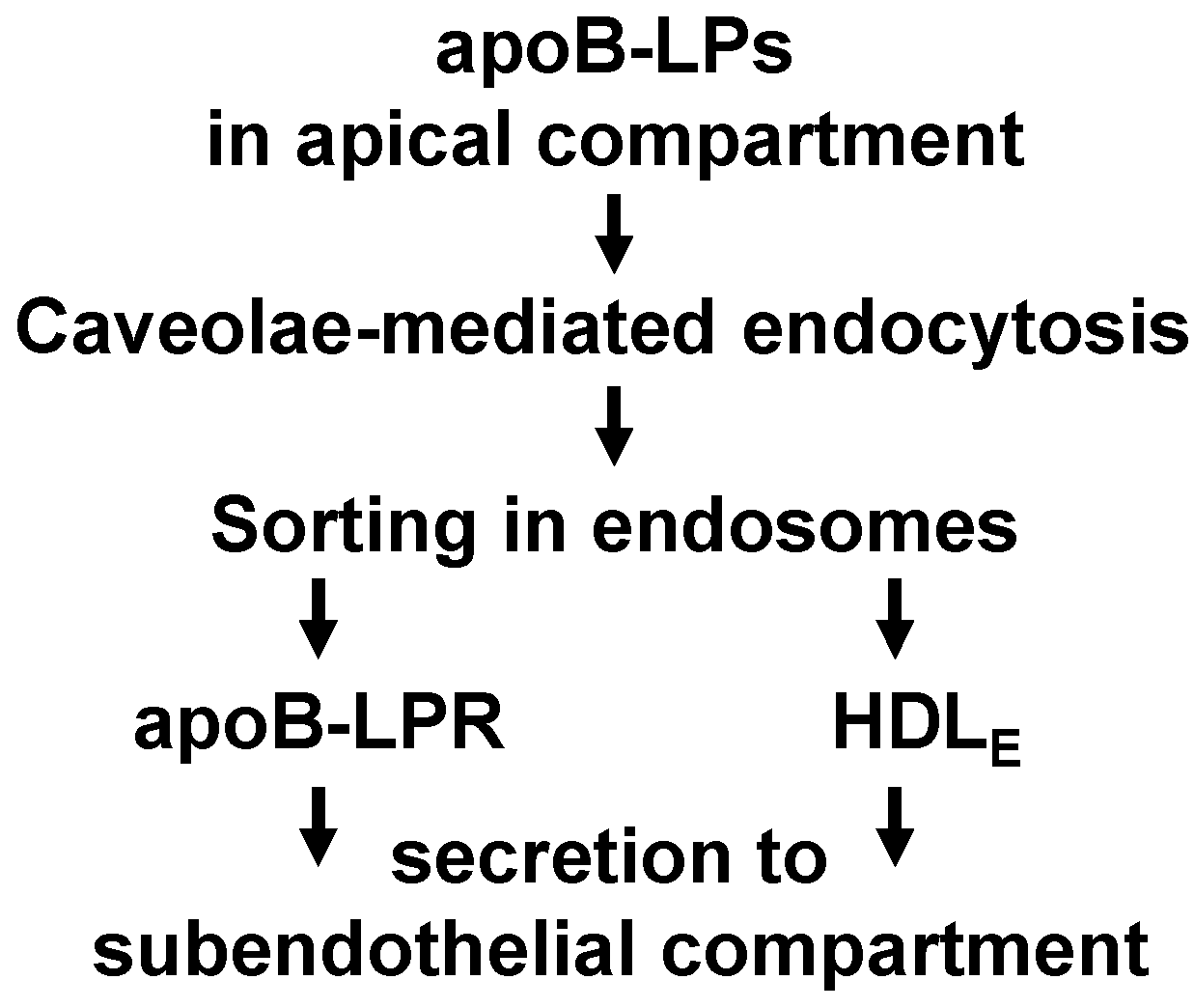 Ijms 19 03593 sch001 Ijms 19 03593 sch001