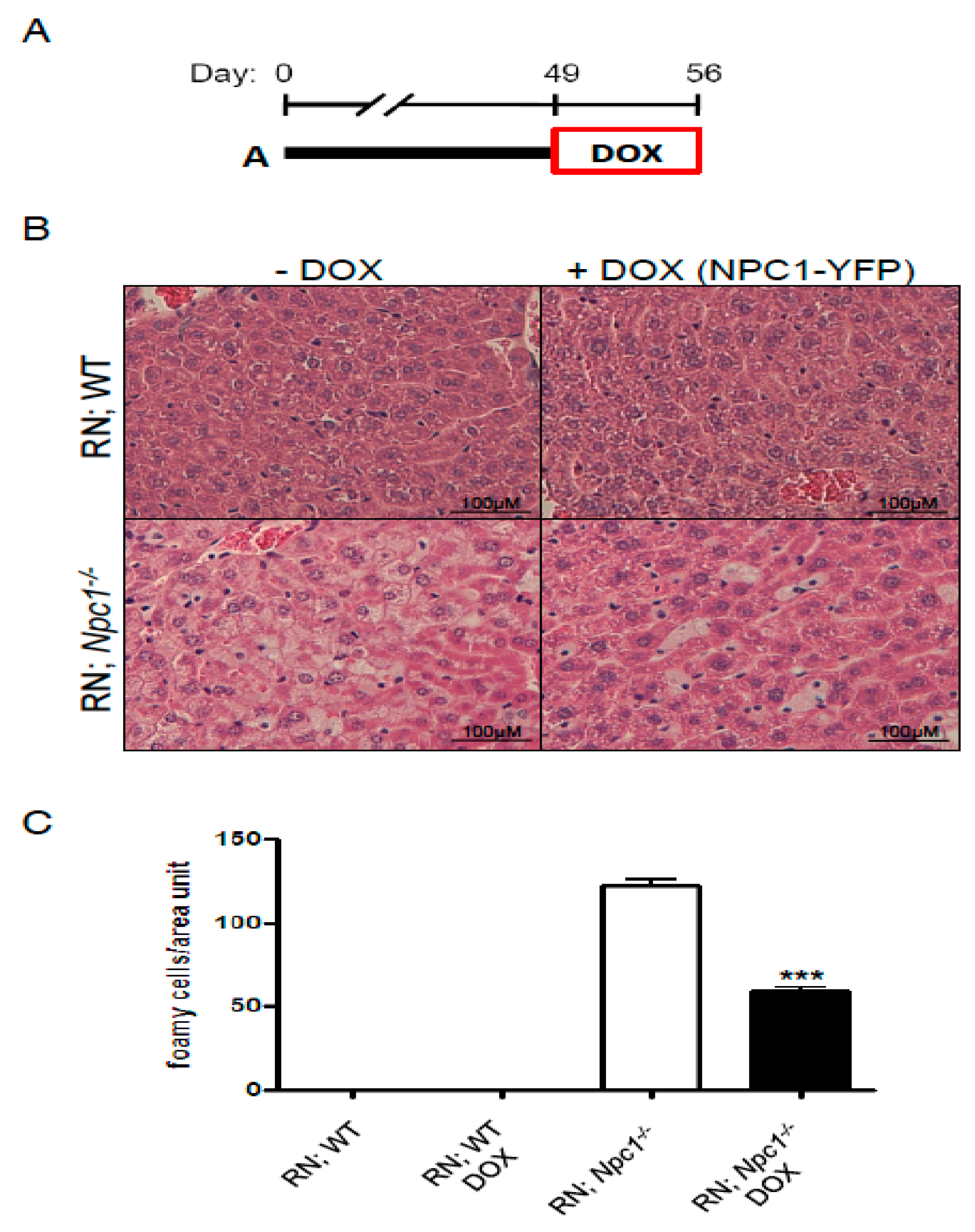 Ijms 19 03599 g002 Ijms 19 03599 g002