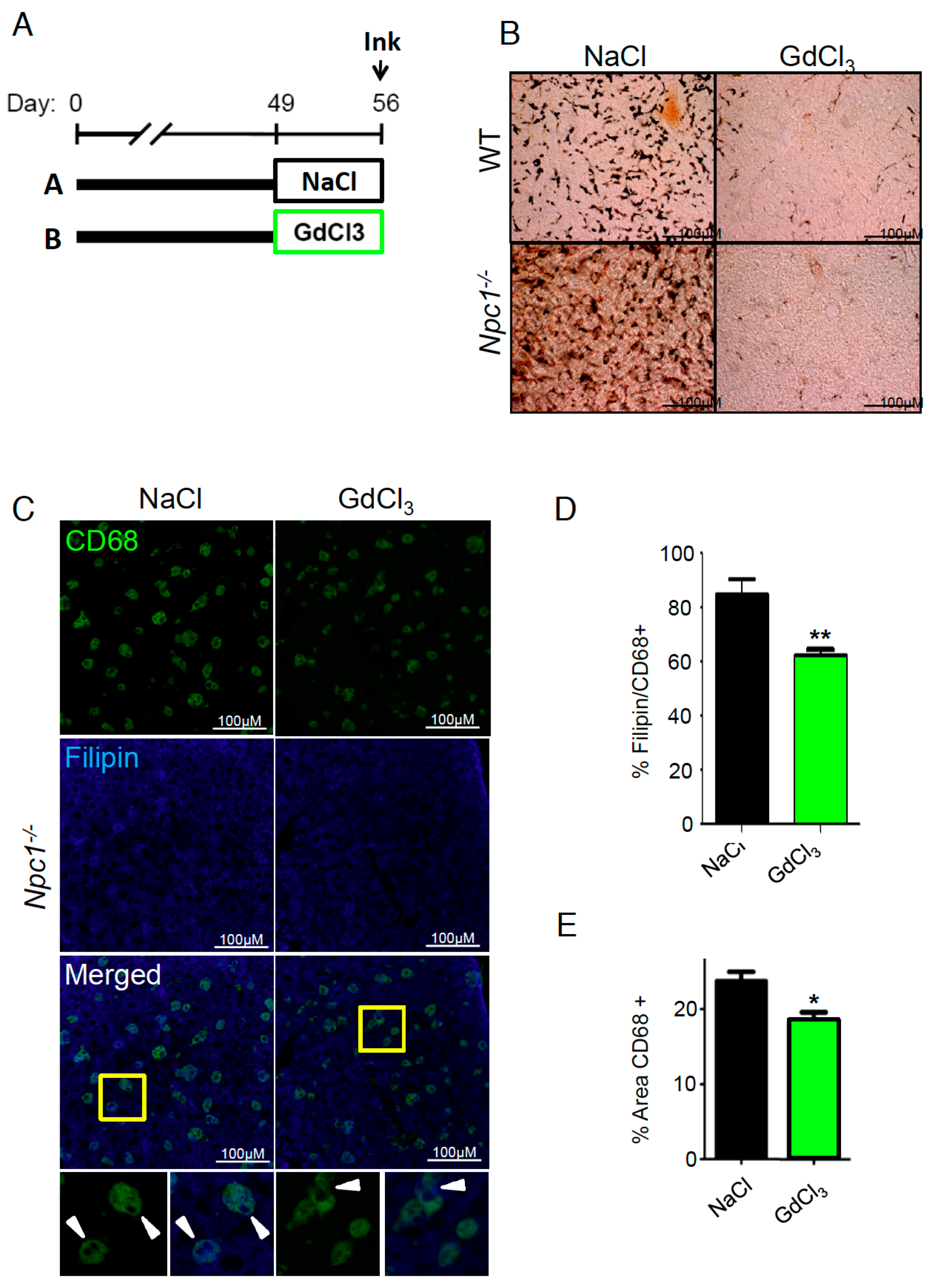 Ijms 19 03599 g003 Ijms 19 03599 g003