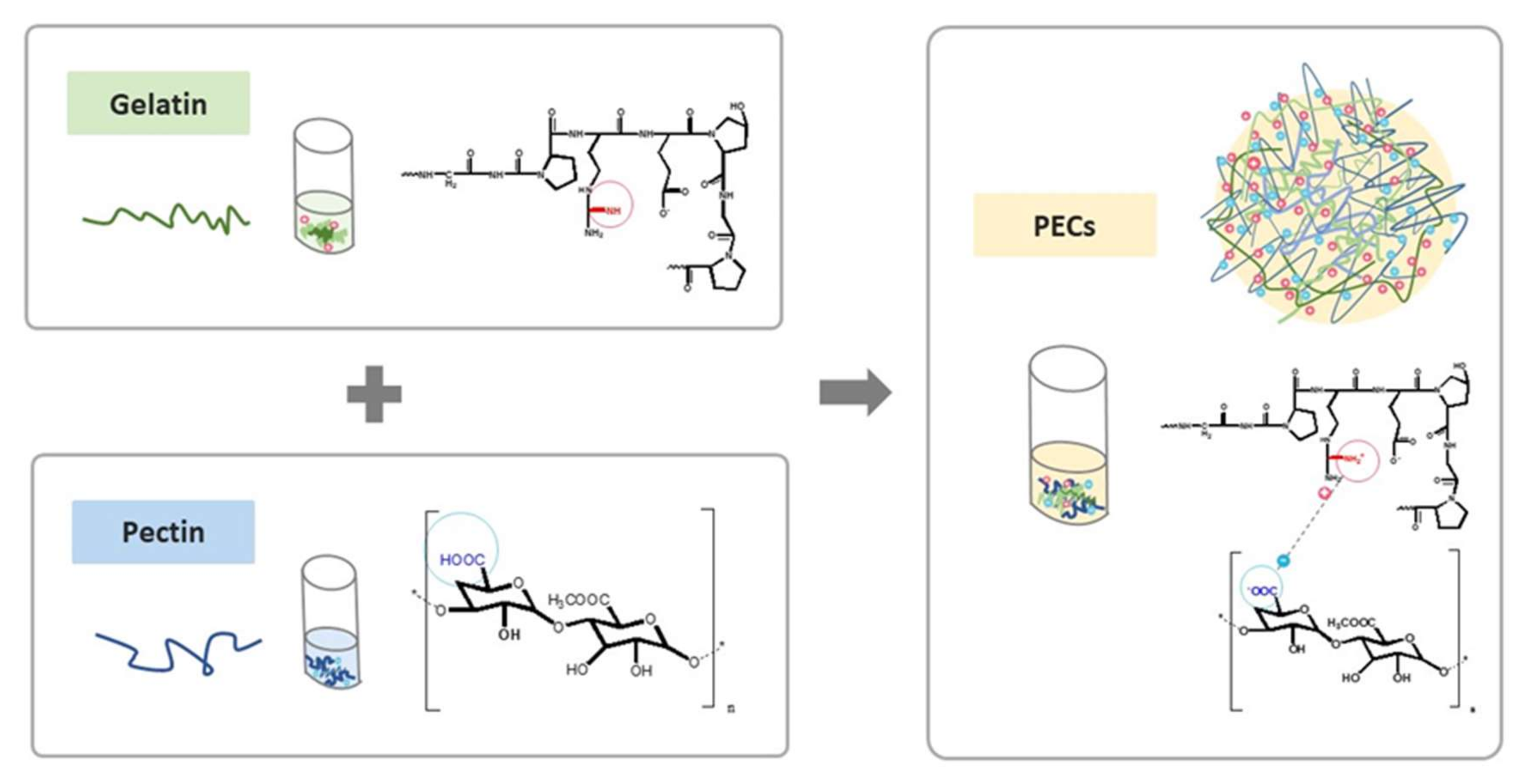 IJMS Free FullText Development of PectinType B Gelatin
