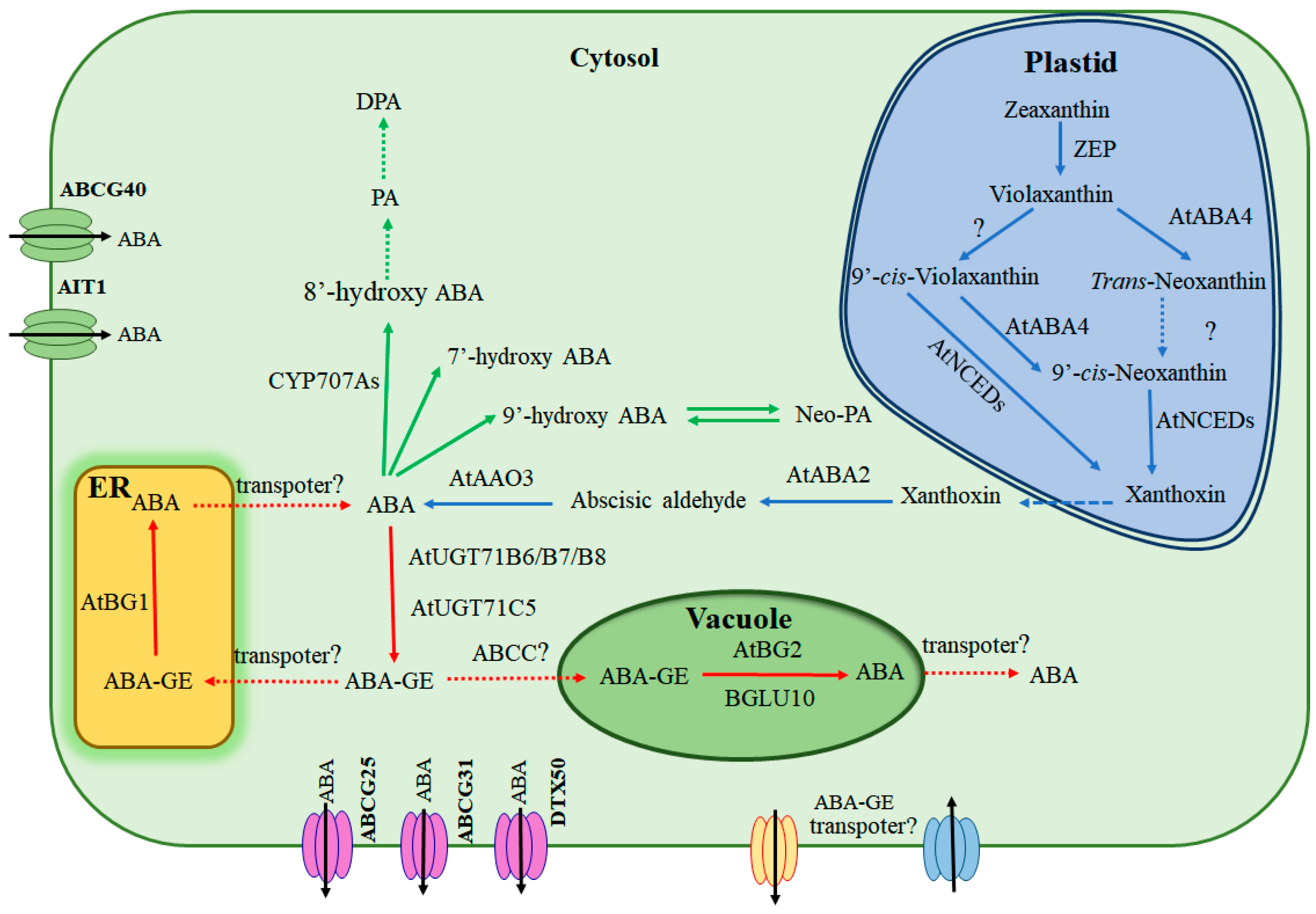 Aba Releases Findings And >> Ijms Free Full Text Molecular Mechanism For The Regulation Of Aba Releases Findings And >> Ijms Free Full Text Molecular Mechanism For The Regulation Of