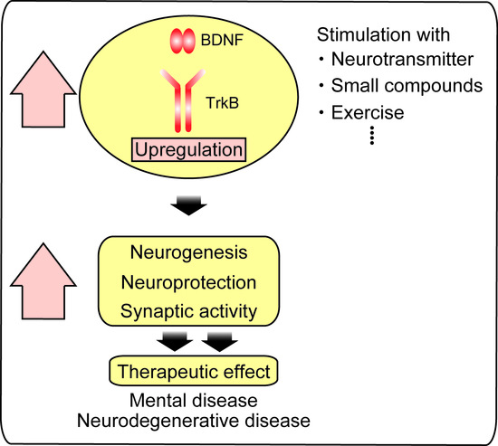 Ijms Free Full Text Actions Of Brain Derived Neurotrophin Factor In The Neurogenesis And Neuronal Function And Its Involvement In The Pathophysiology Of Brain Diseases Html