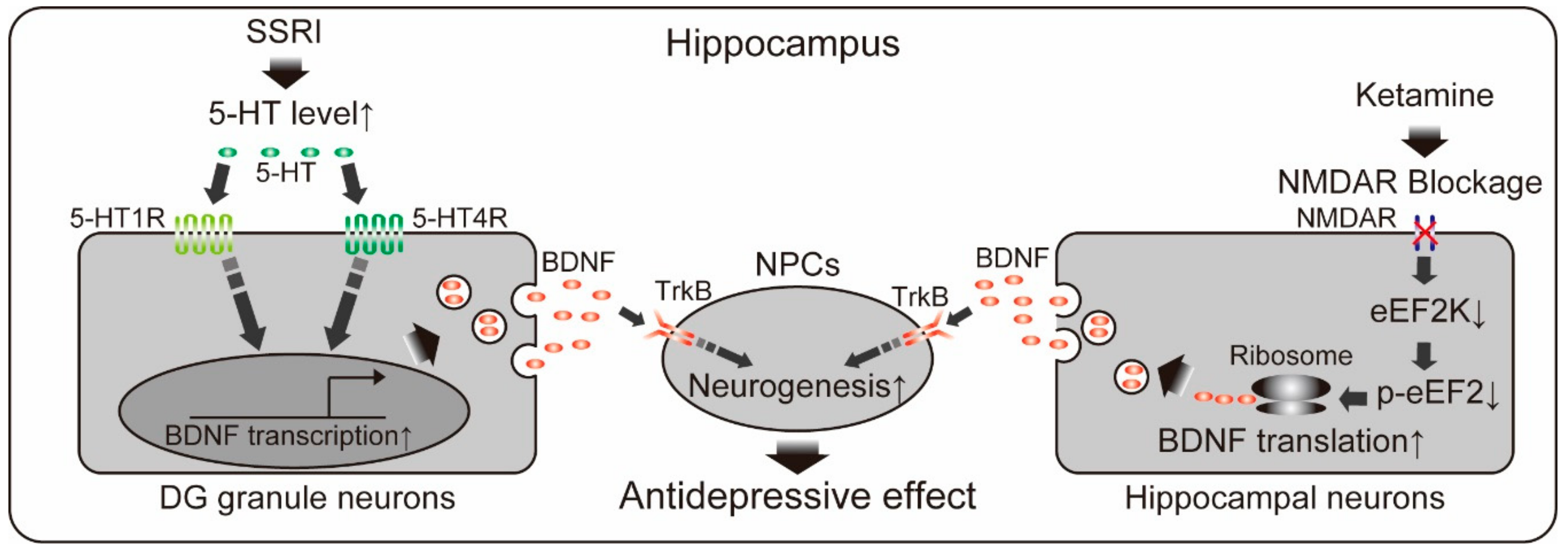 Ijms 19 03650 g001 Ijms 19 03650 g001
