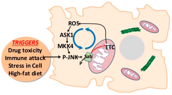 IJMS | Free Full-Text | The Regulation of JNK Signaling Pathways 