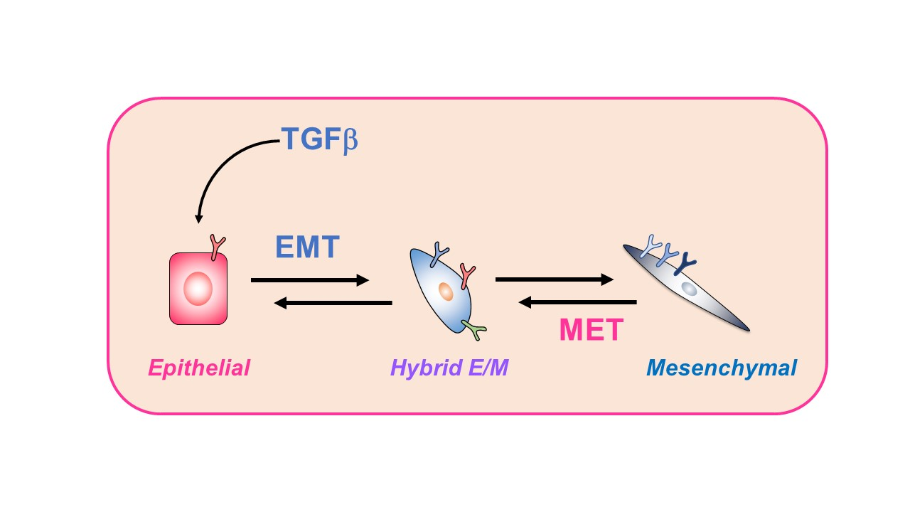 Ijms Free Full Text Epithelial Mesenchymal Transition And Metastasis Under The Control Of Transforming Growth Factor B Html