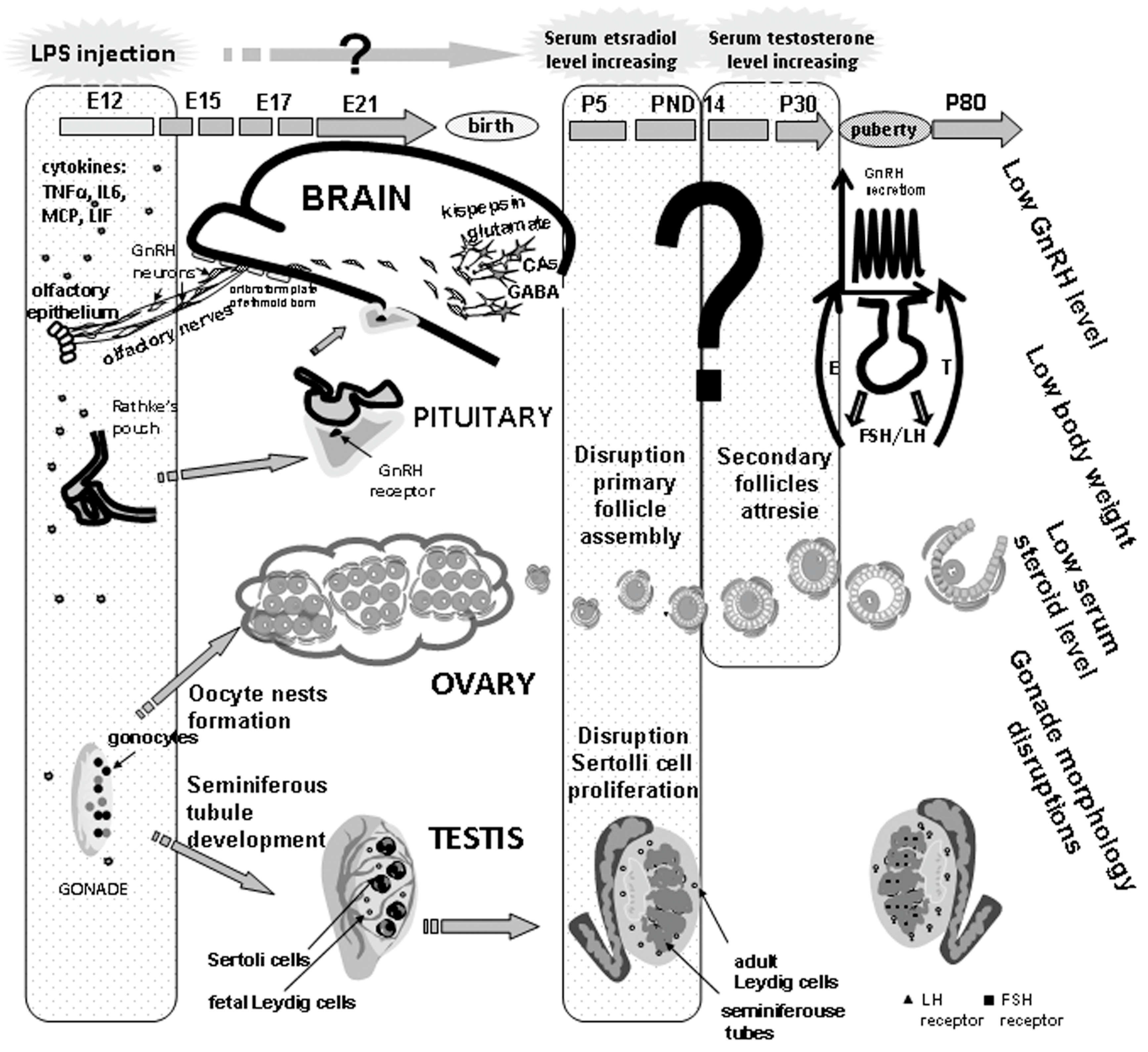 Disrupted Immunity In Fetal Brain Is >> Ijms Free Full Text Prenatal Programming Of Neuroendocrine Disrupted Immunity In Fetal Brain Is >> Ijms Free Full Text Prenatal Programming Of Neuroendocrine