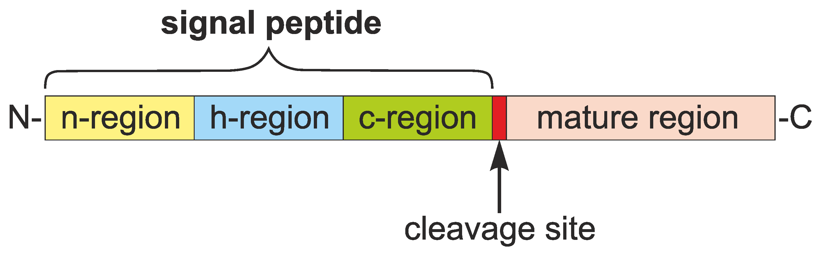 IJMS Free FullText Prediction of Signal Peptides in Proteins from
