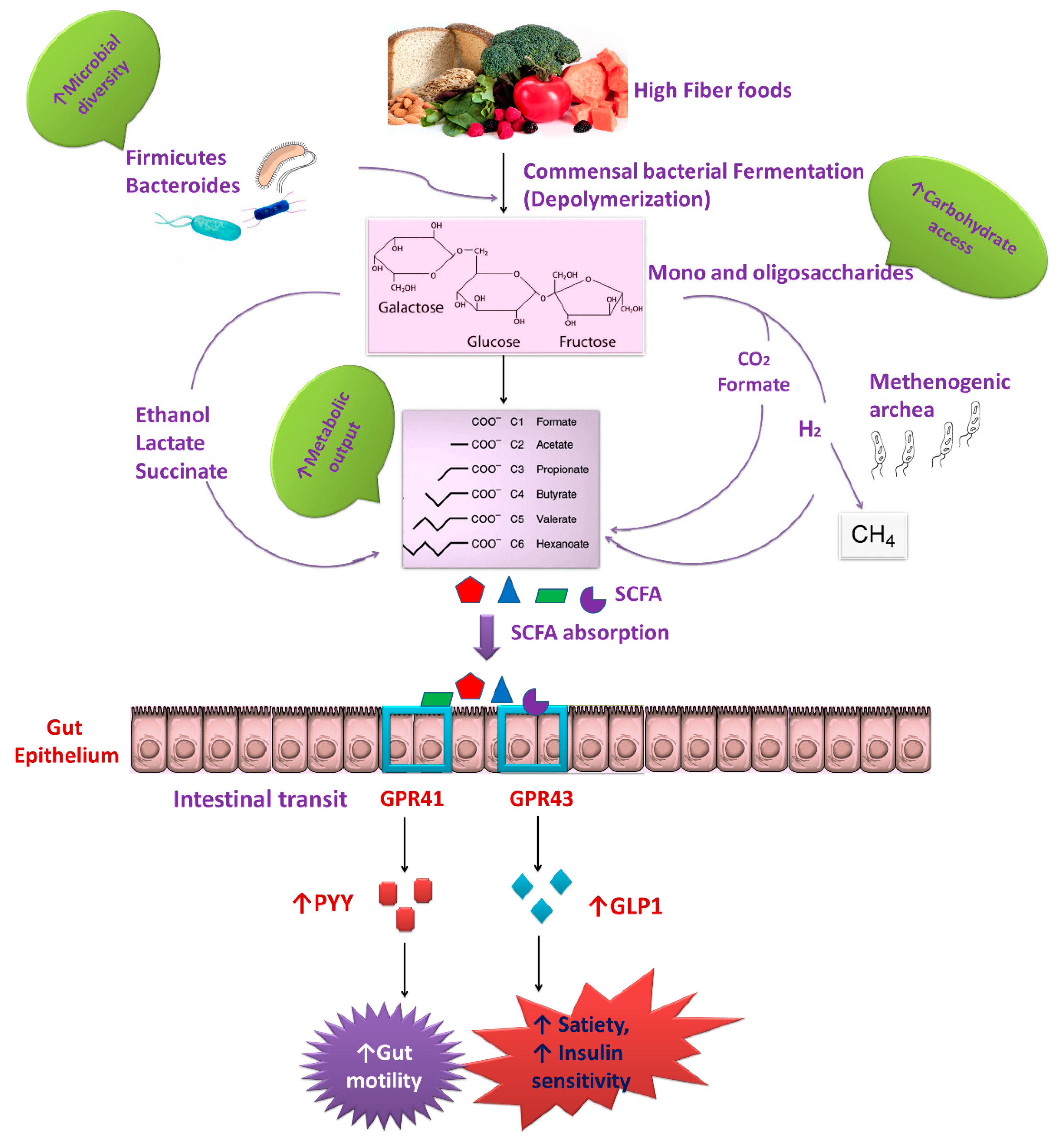 Faecalibacterium prausnitzii. Faecalibacterium prausnitzii бактерия. Микробиология Faecalibacterium prausnitzii. Микробы Faecalibacterium. Faecalibacterium prausnitzii содержится в препаратах.