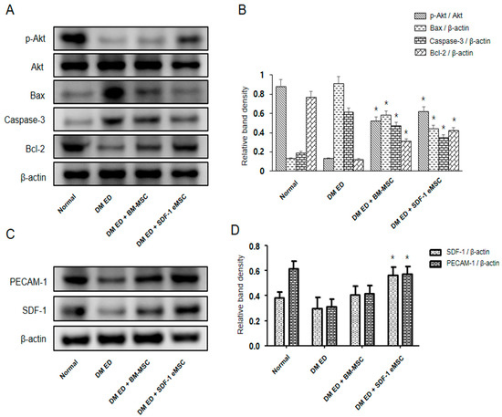 Engineered Mesenchymal Stem Cells Expressing Stromal Cell