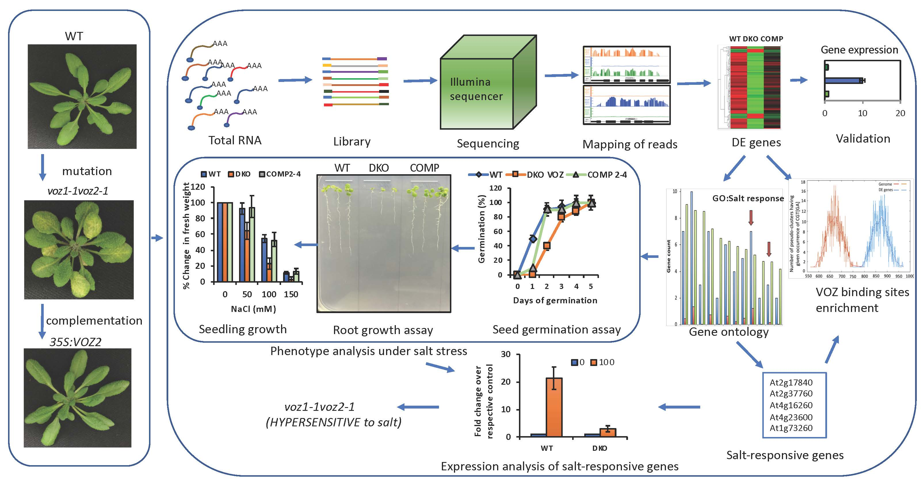 IJMS Free FullText Vascular Plant OneZincFinger (VOZ