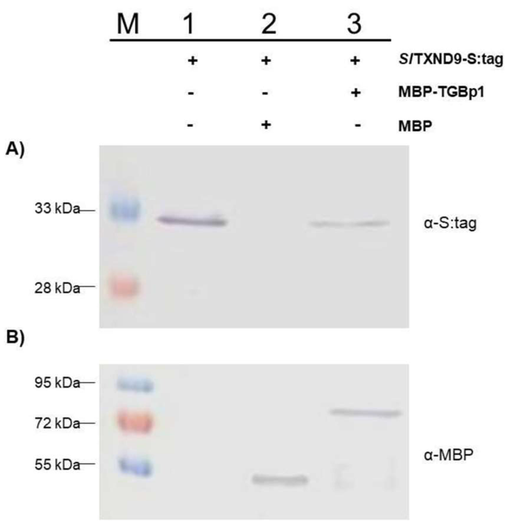 Ijms 19 03747 g003 Ijms 19 03747 g003
