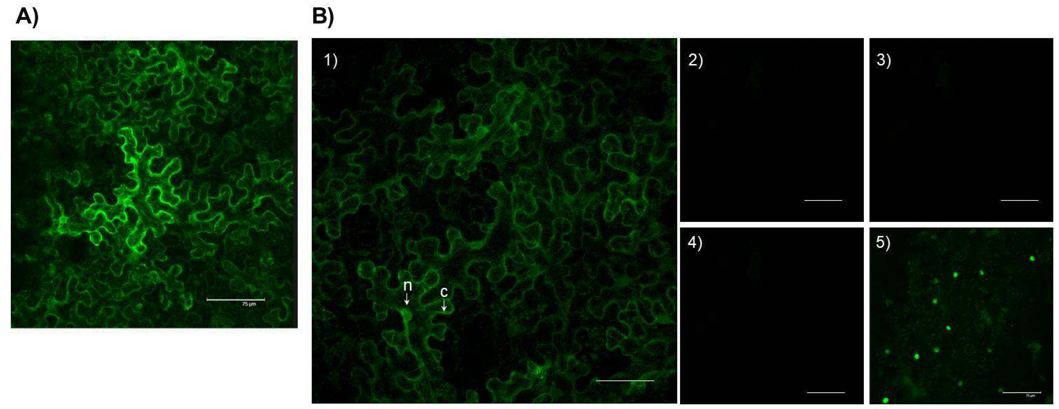 Ijms 19 03747 g004 Ijms 19 03747 g004