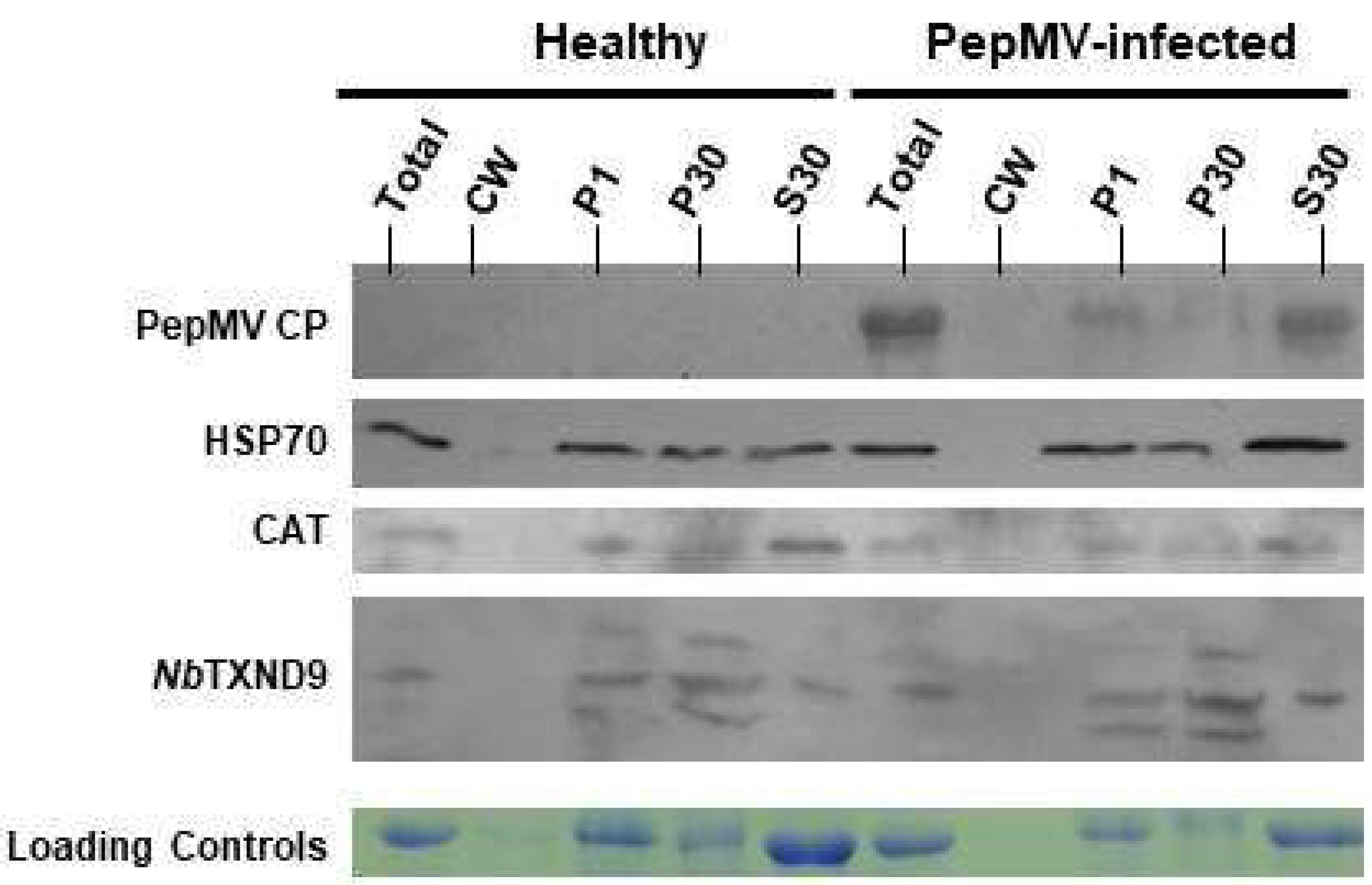 Ijms 19 03747 g005 Ijms 19 03747 g005
