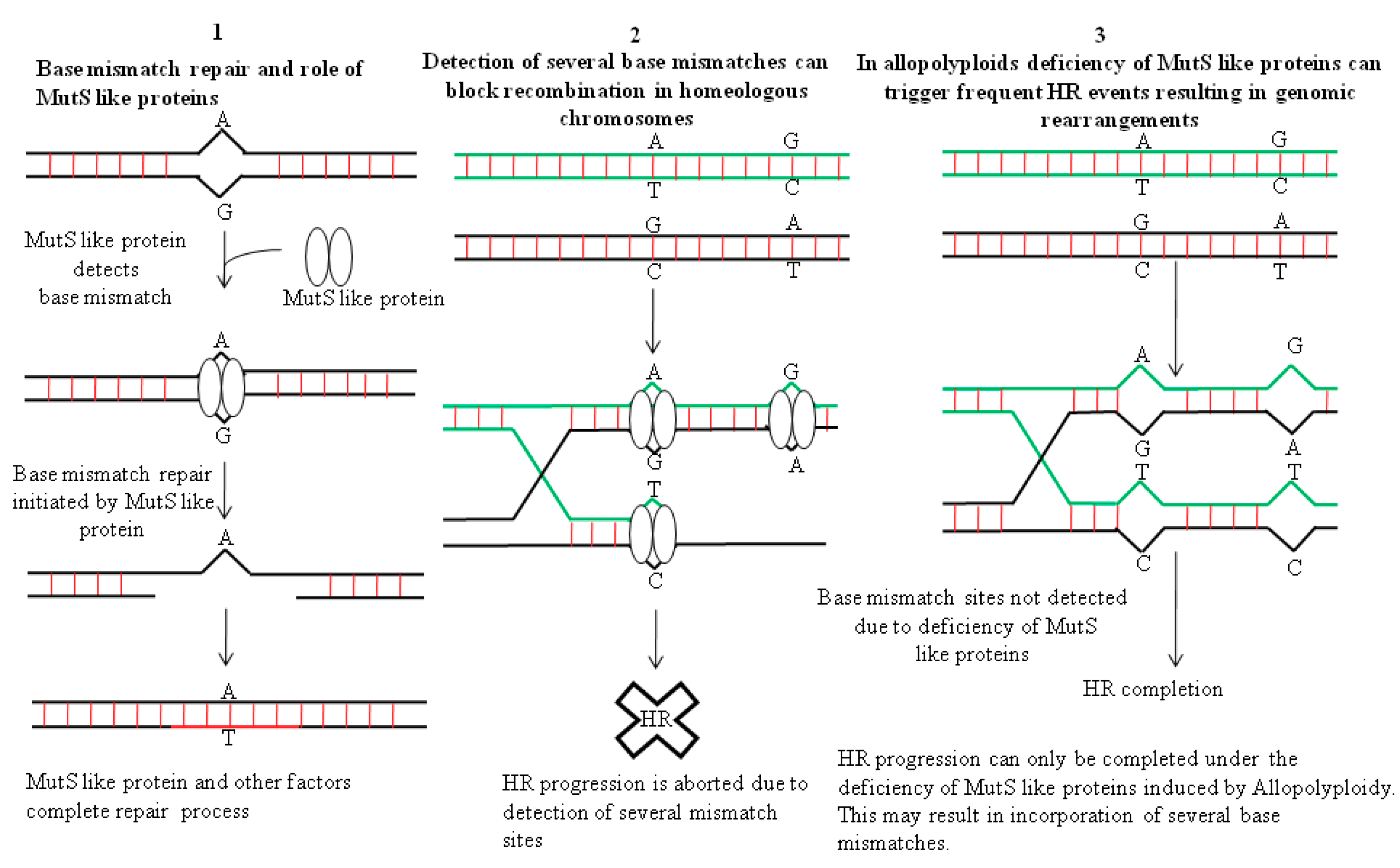 dna hr block dna hr block