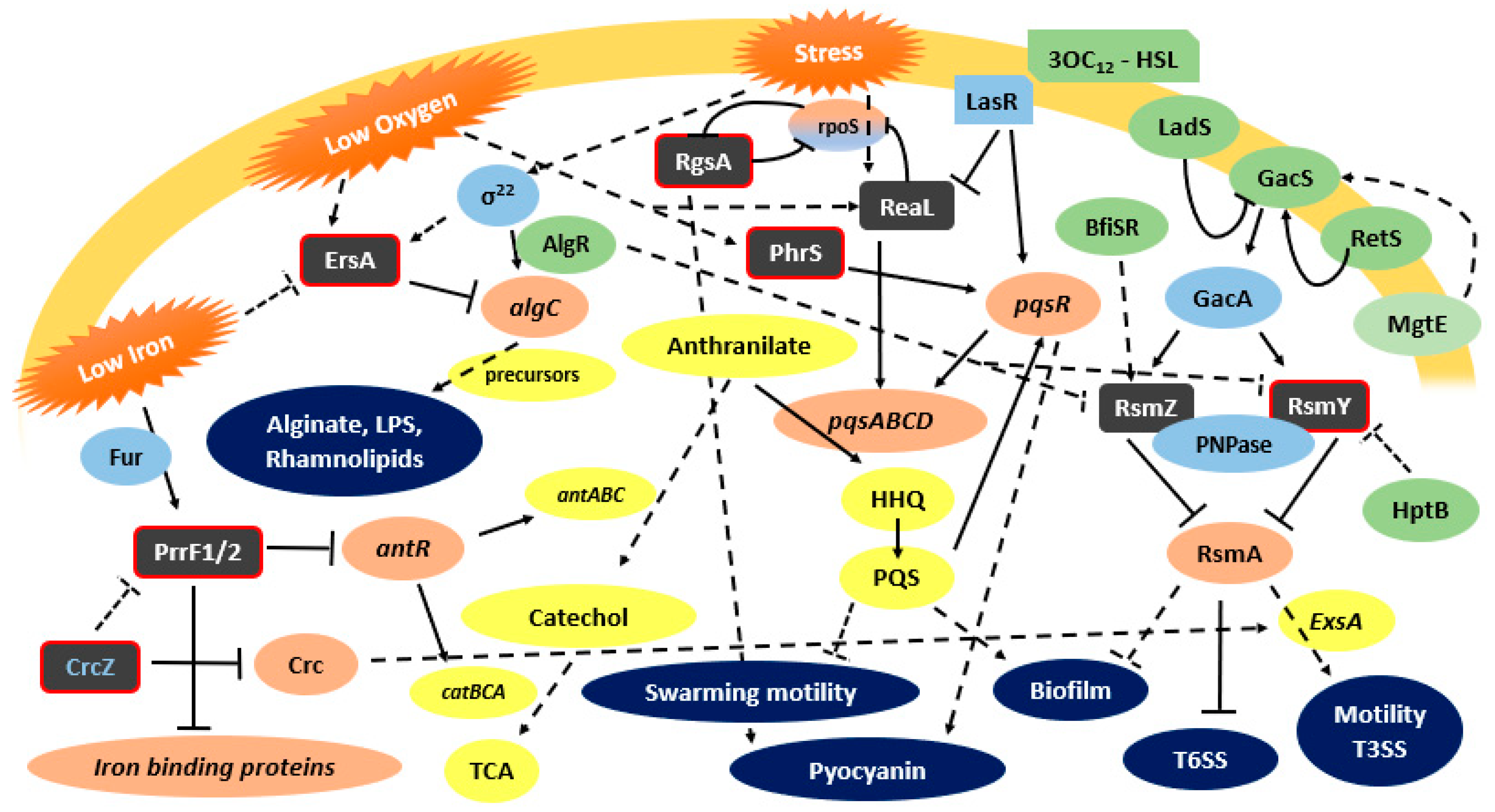 Ijms Free Full Text Small Noncoding Regulatory Rnas From Pseudomonas Aeruginosa And Burkholderia Cepacia Complex Html