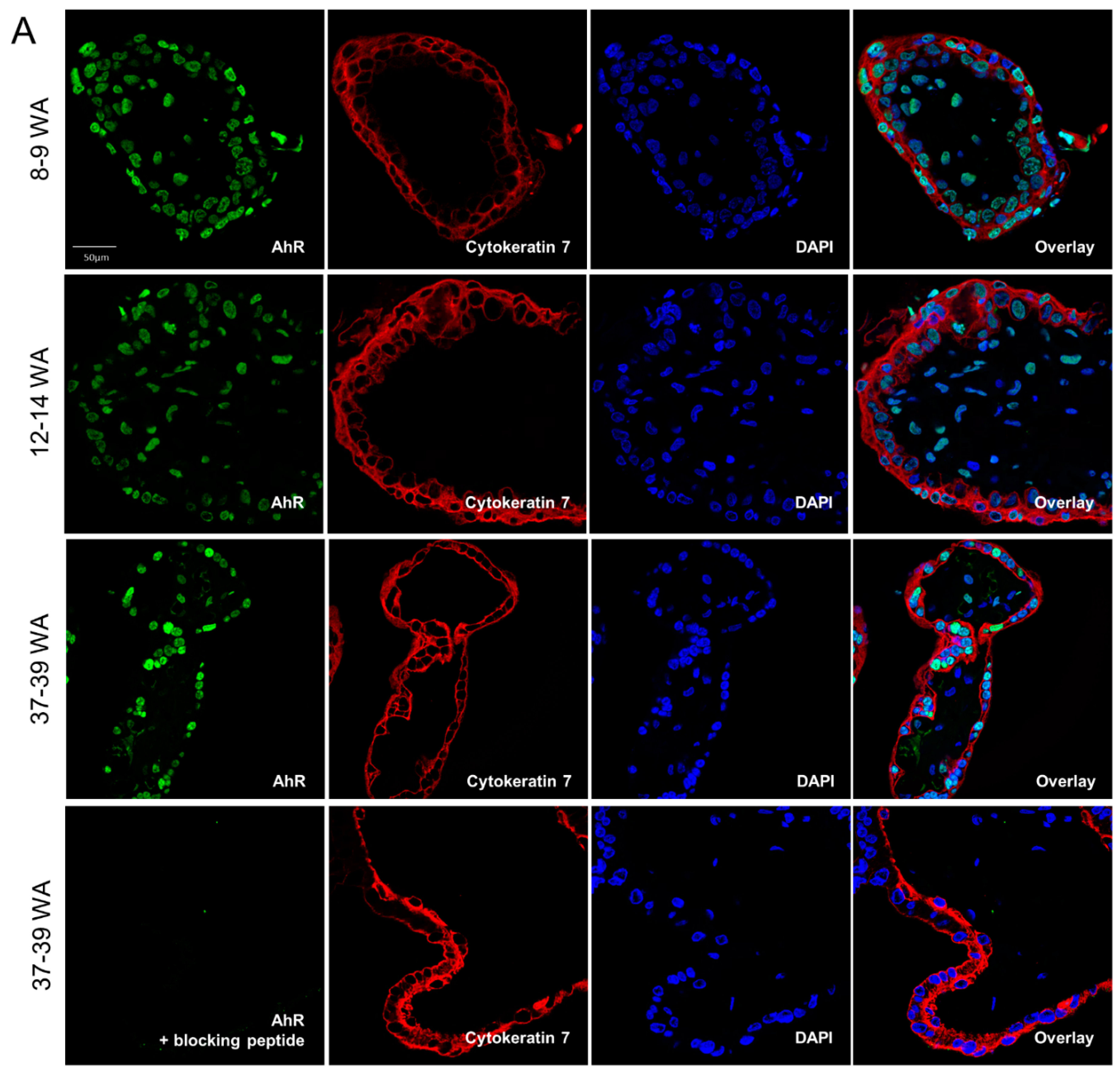 Ijms 19 03762 g002a Ijms 19 03762 g002a