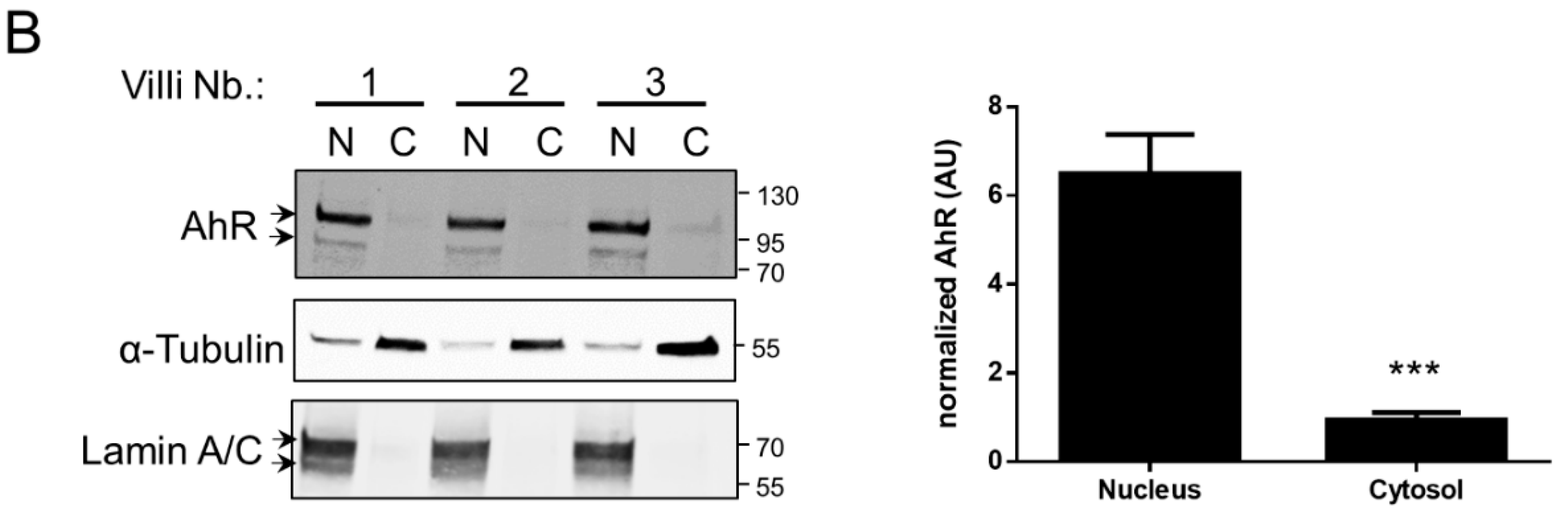 Ijms 19 03762 g002b Ijms 19 03762 g002b