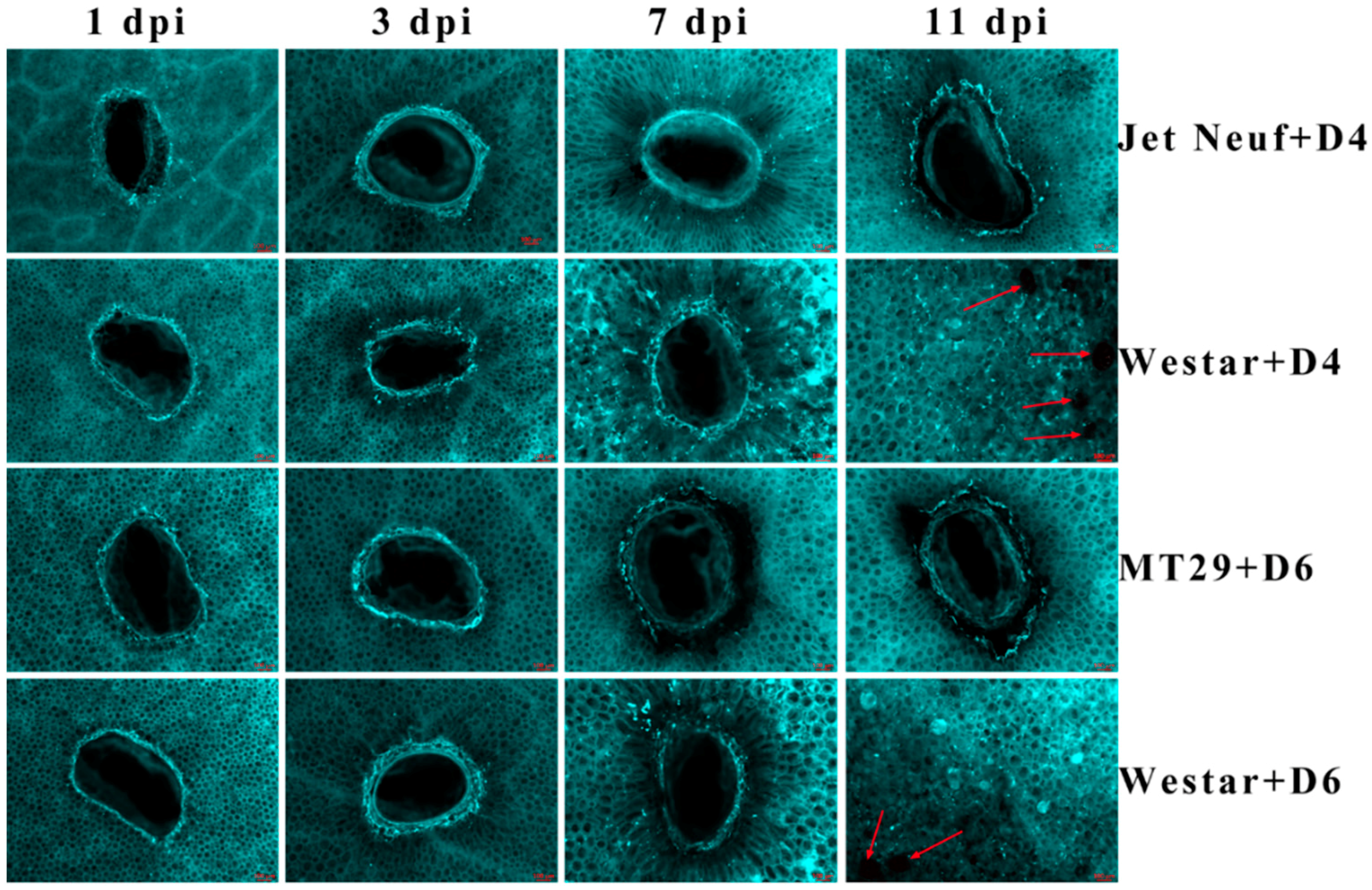 Ijms 19 03769 g001 Ijms 19 03769 g001