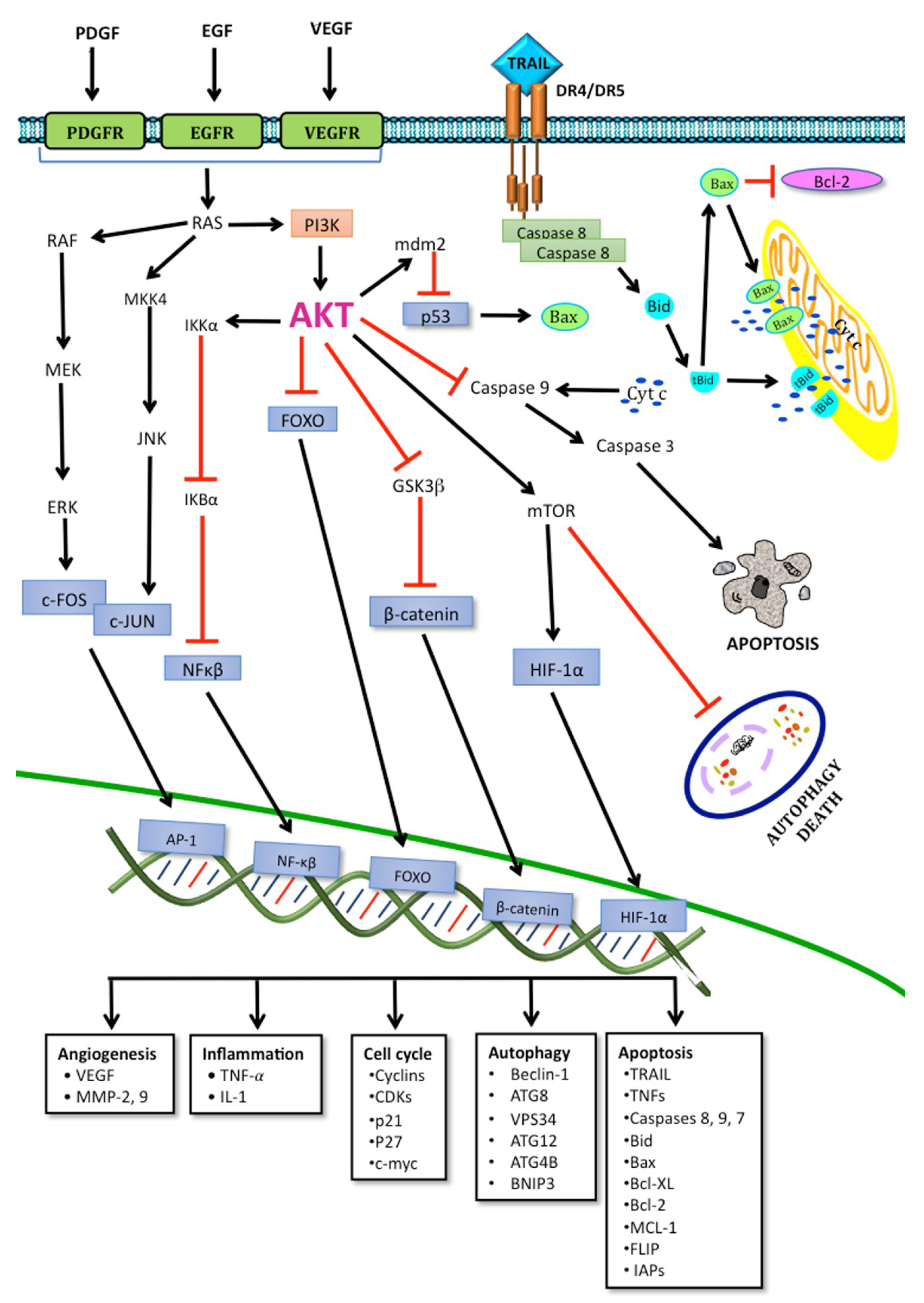 Ijms Free Full Text Autophagic And Apoptotic Pathways As