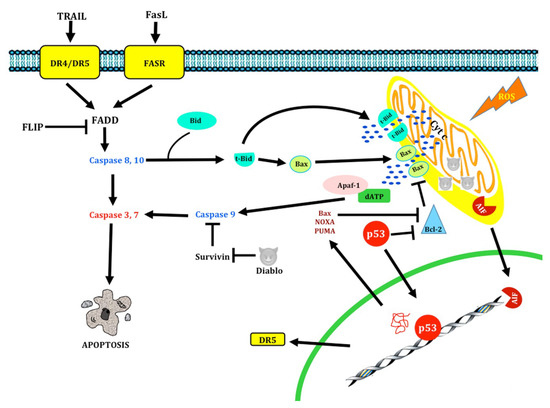 IJMS | Free Full-Text | Autophagic and Apoptotic Pathways as 