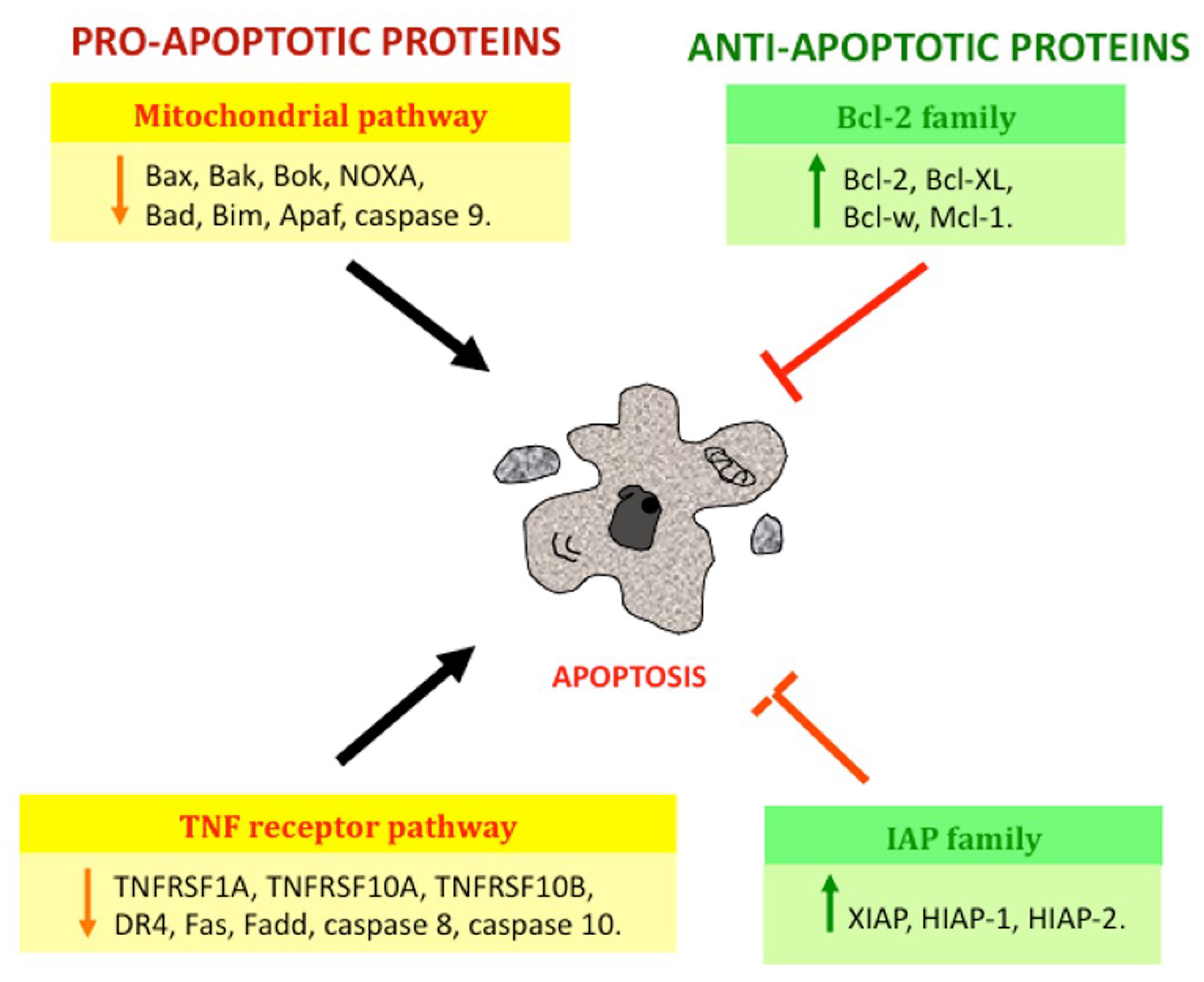 IJMS | Free Full-Text | Autophagic and Apoptotic Pathways as 