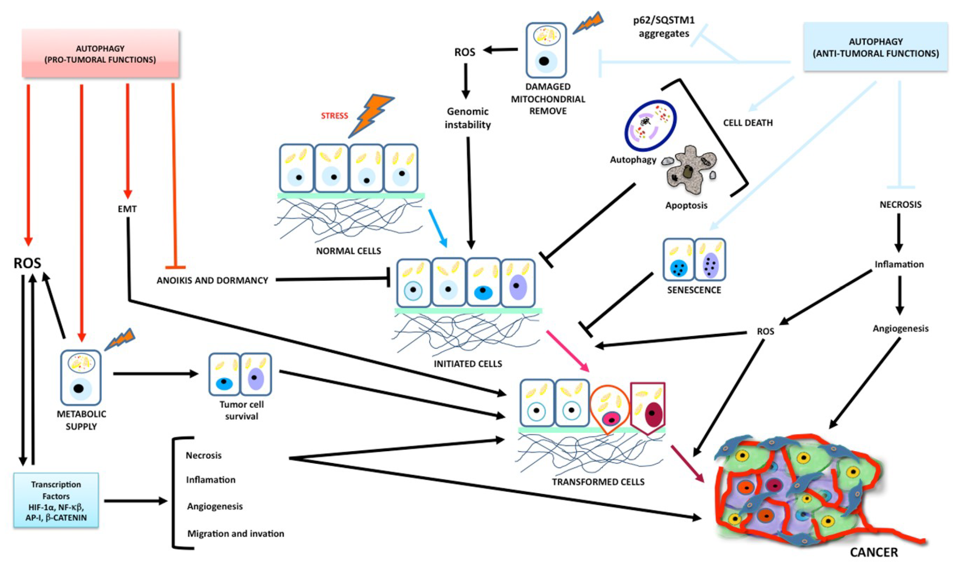IJMS | Free Full-Text | Autophagic and Apoptotic Pathways as 