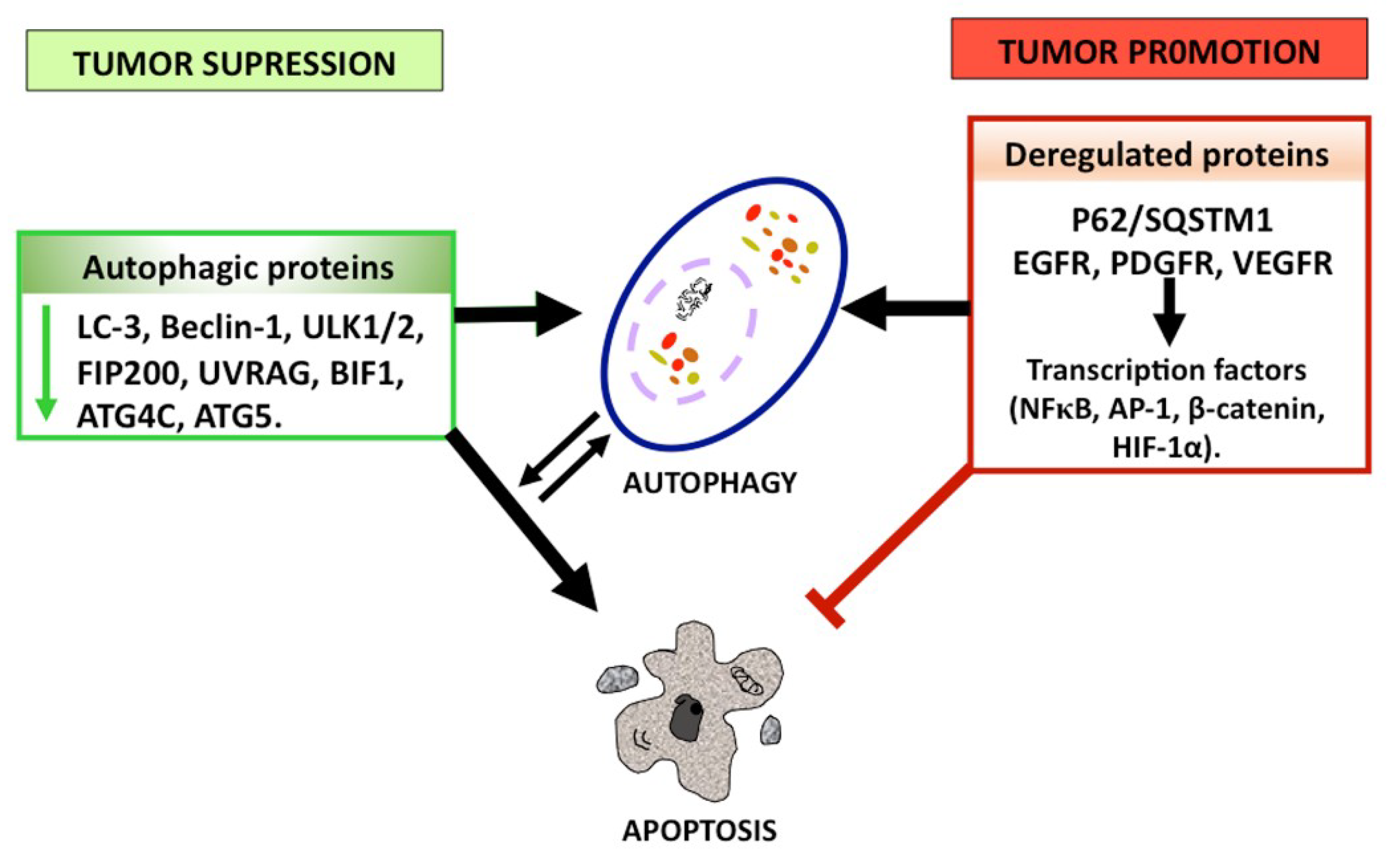 IJMS | Free Full-Text | Autophagic and Apoptotic Pathways as 