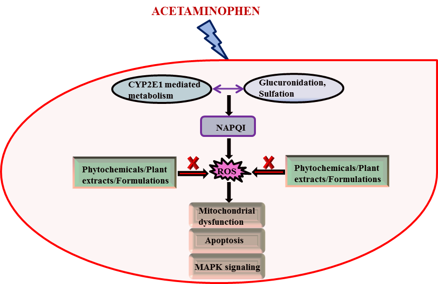 Ijms Free Full Text Therapeutic Potential Of Plants And Plant