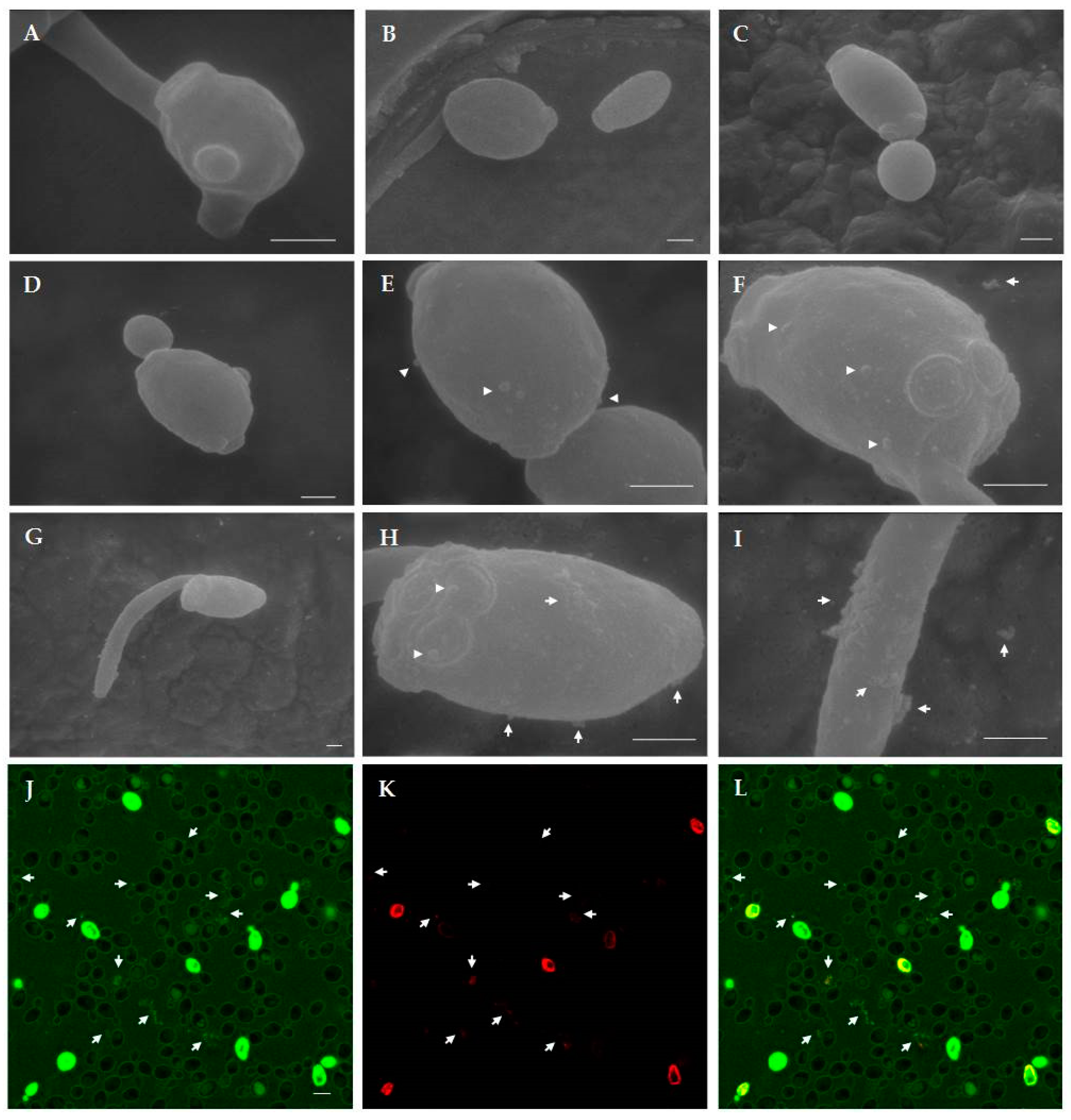 Ijms 19 03792 g008 Ijms 19 03792 g008