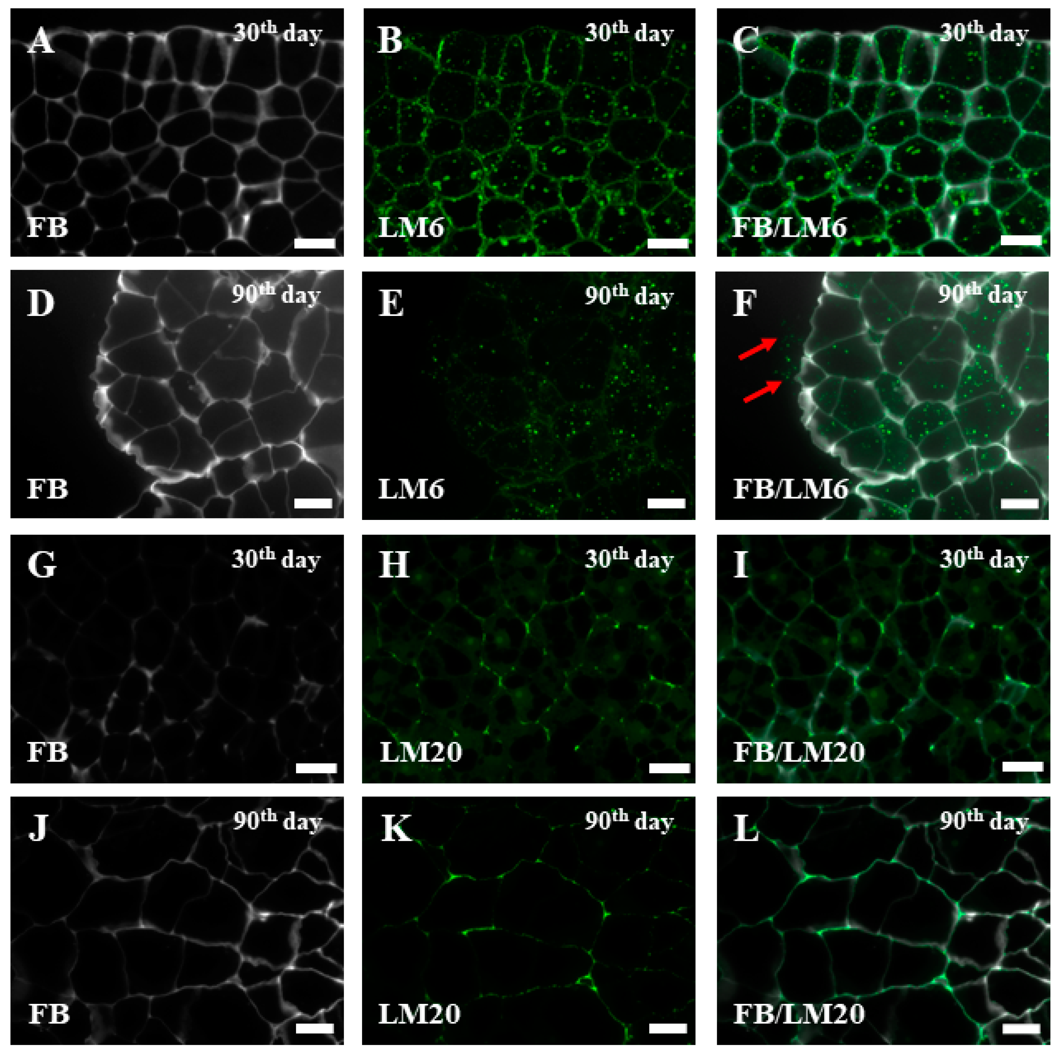 Ijms Free Full Text Cell Wall Epitopes And Endoploidy As Reporters Of Embryogenic Potential In Brachypodium Distachyon Callus Culture Html