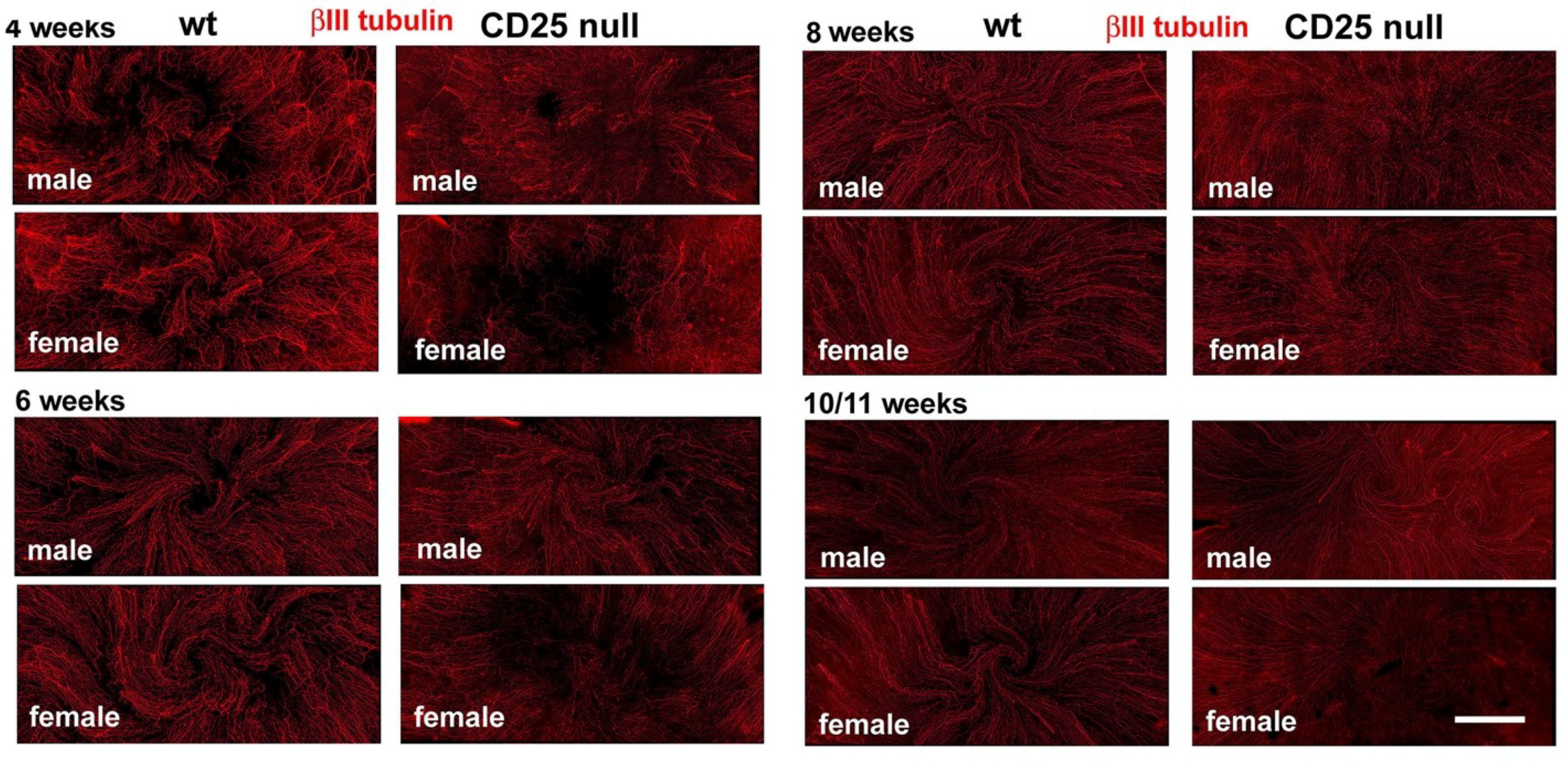 Ijms 19 03821 g001 Ijms 19 03821 g001