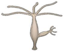 Ijms 19 03827 i001 Ijms 19 03827 i001