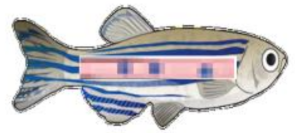 Ijms 19 03827 i003 Ijms 19 03827 i003