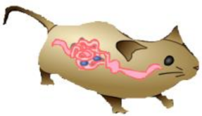 Ijms 19 03827 i004 Ijms 19 03827 i004