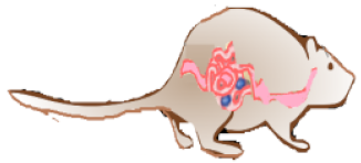 Ijms 19 03827 i005 Ijms 19 03827 i005