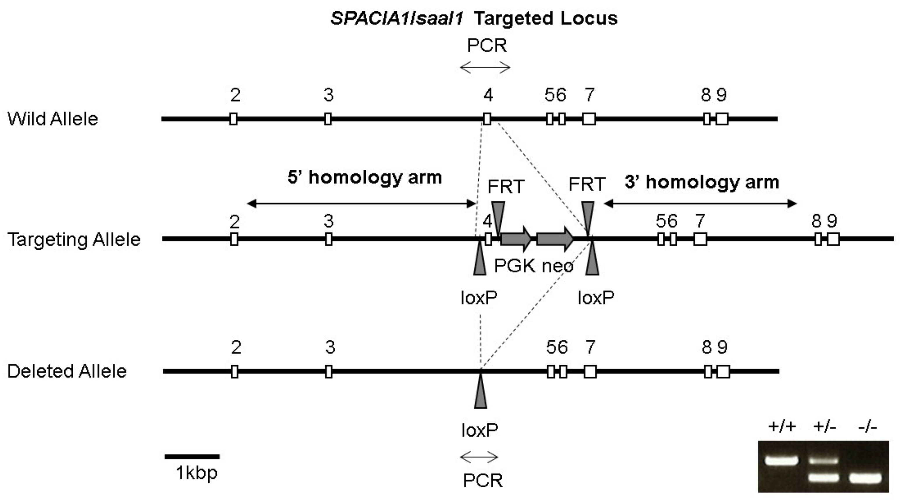 Ijms 19 03828 g001 Ijms 19 03828 g001