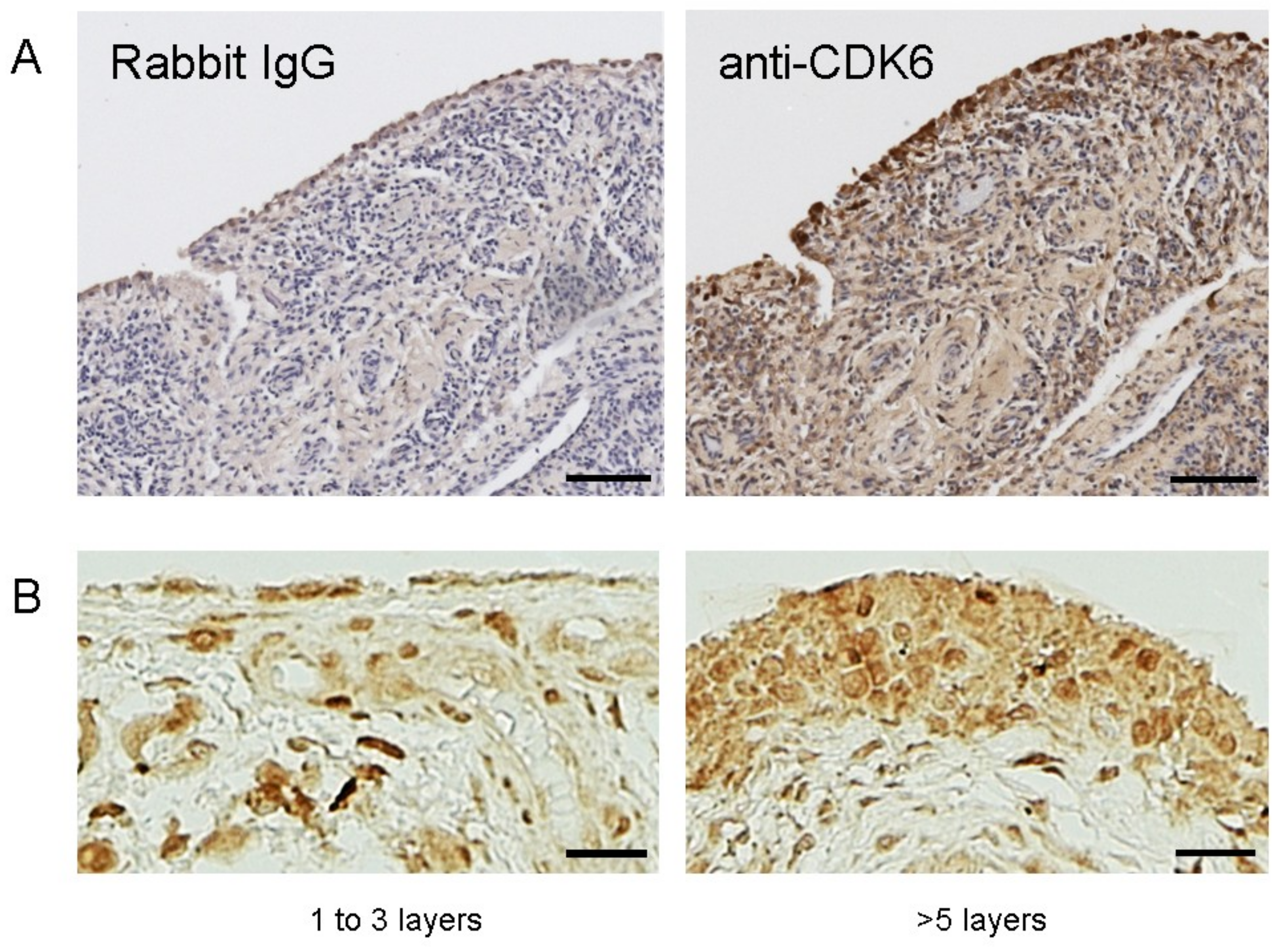 Ijms 19 03828 g004 Ijms 19 03828 g004