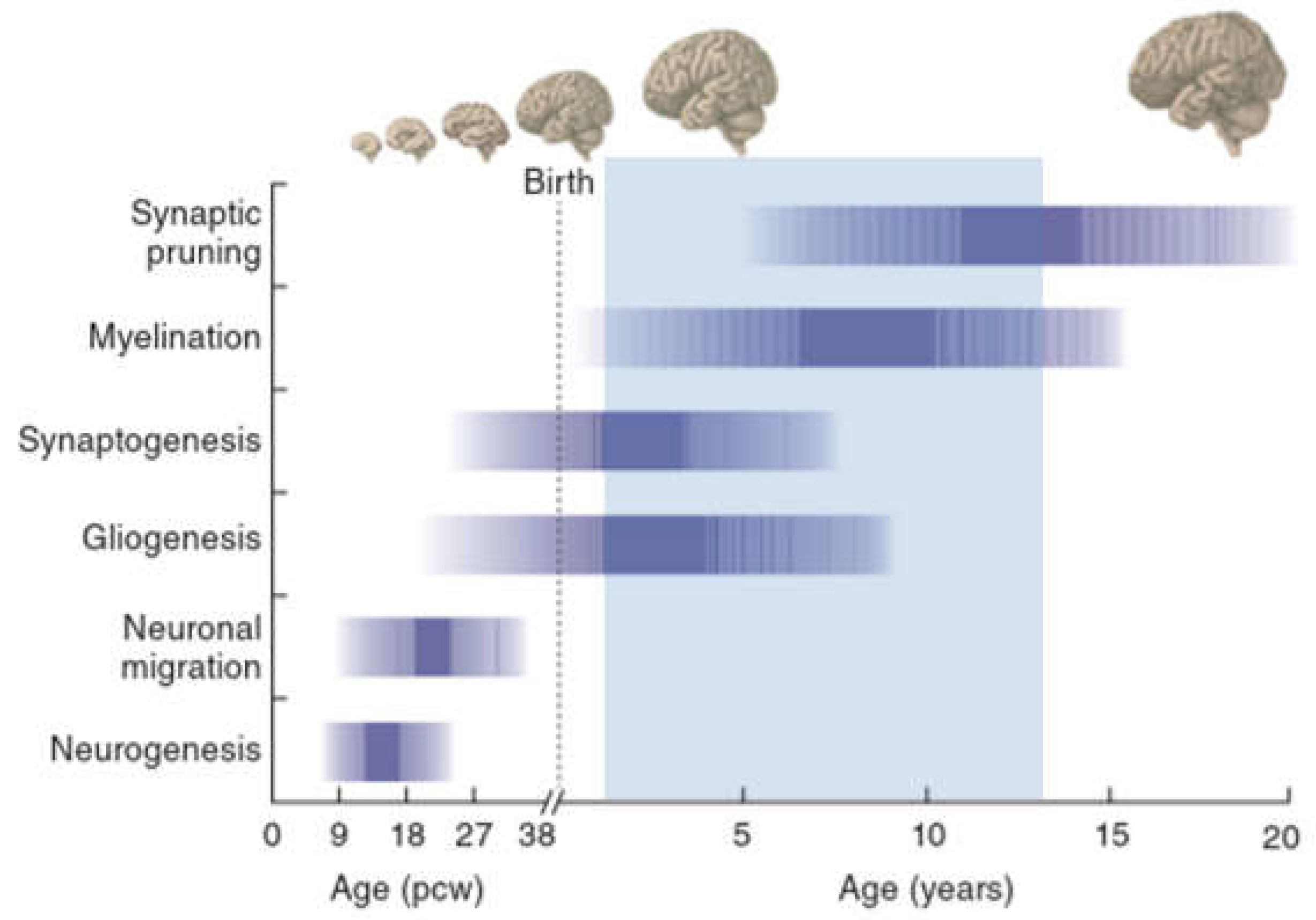 IJMS | Free Full-Text | Childhood-Onset Schizophrenia: Insights from ...