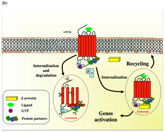 IJMS | Free Full-Text | GPCR Modulation in Breast Cancer