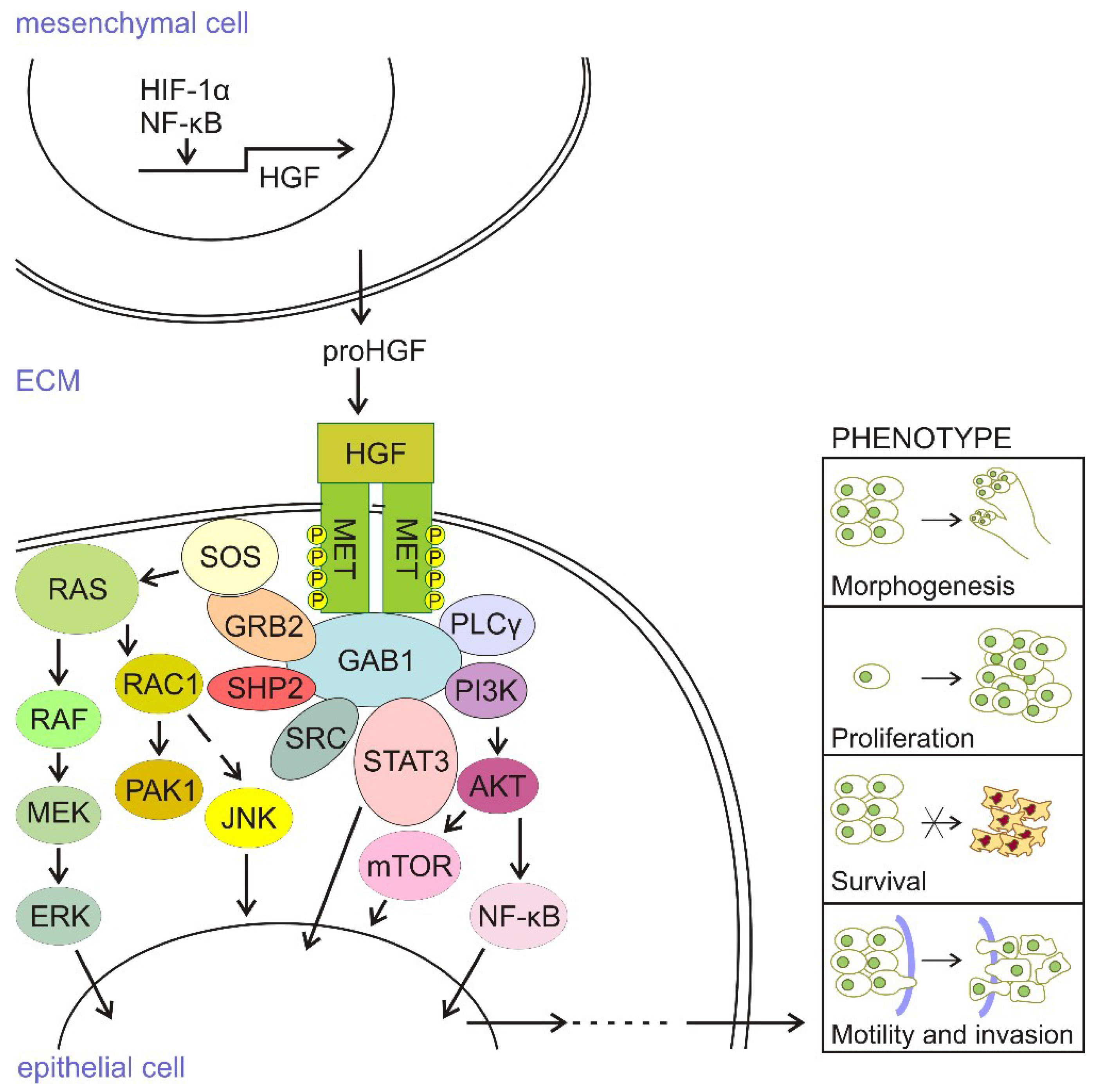 Ijms 19 03844 g001 Ijms 19 03844 g001
